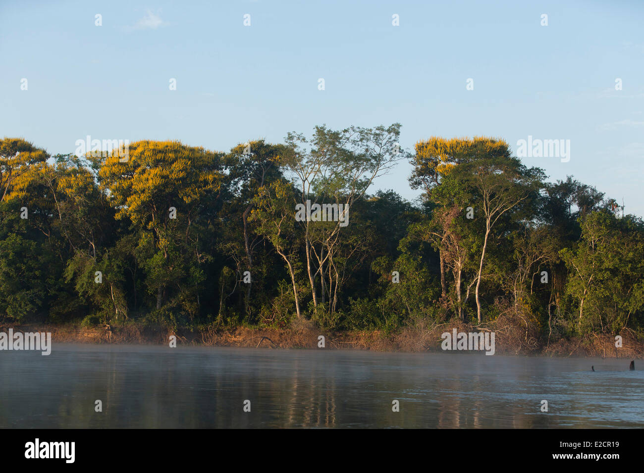Il Brasile Mato Grosso Pantanal zona elencata come patrimonio mondiale dall' UNESCO Golden tromba tree (tabebuia chrysotricha) Foto Stock