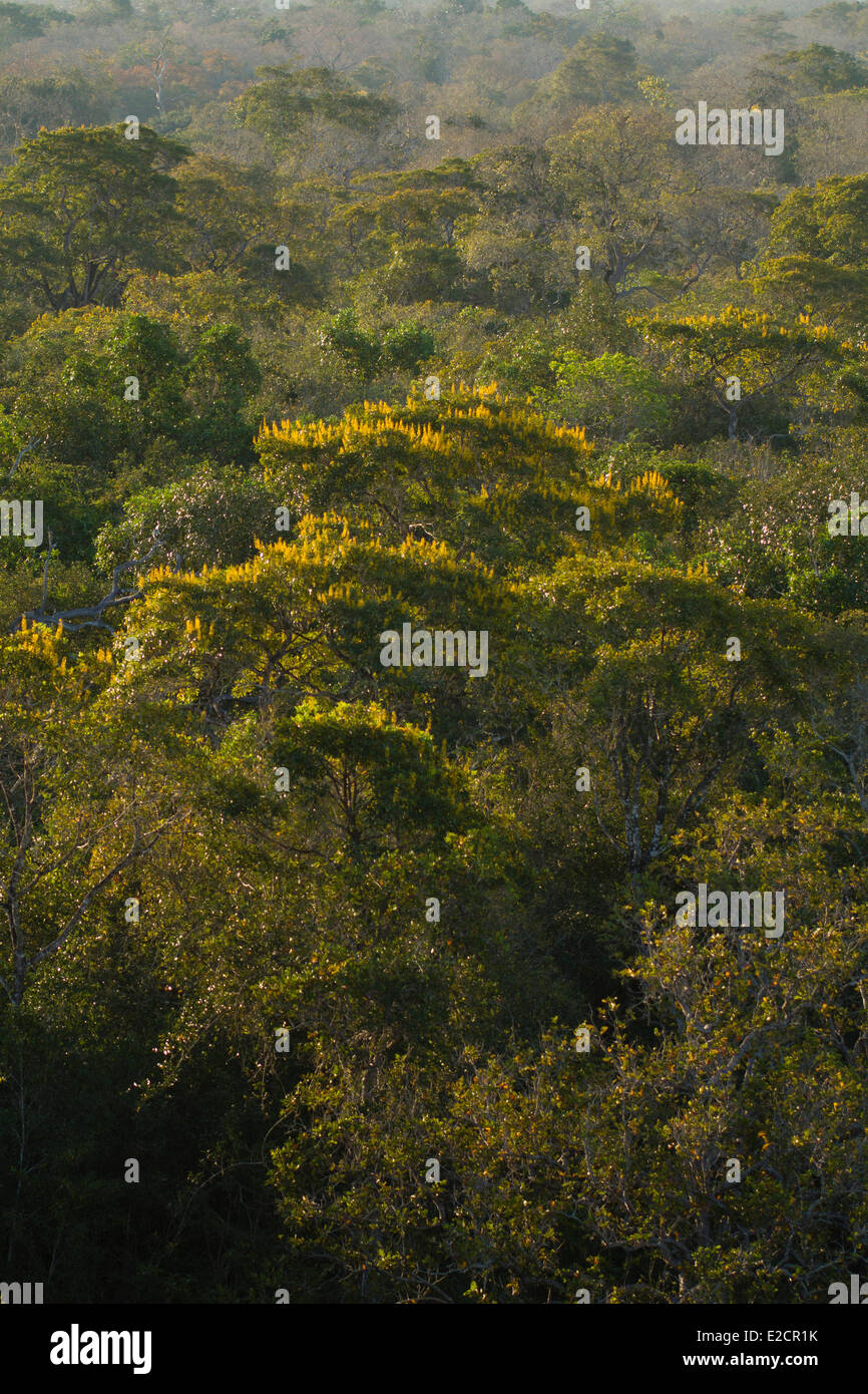 Il Brasile Mato Grosso Pantanal zona elencata come patrimonio mondiale dall' UNESCO Golden tromba tree (tabebuia chrysotricha) Foto Stock