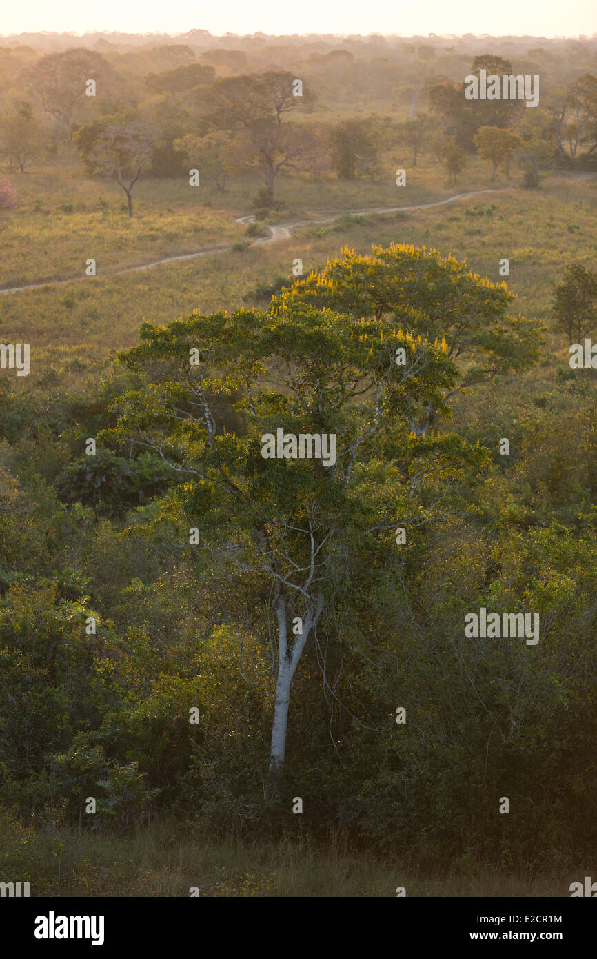 Il Brasile Mato Grosso Pantanal zona elencata come patrimonio mondiale dall' UNESCO Golden tromba tree (tabebuia chrysotricha) Foto Stock