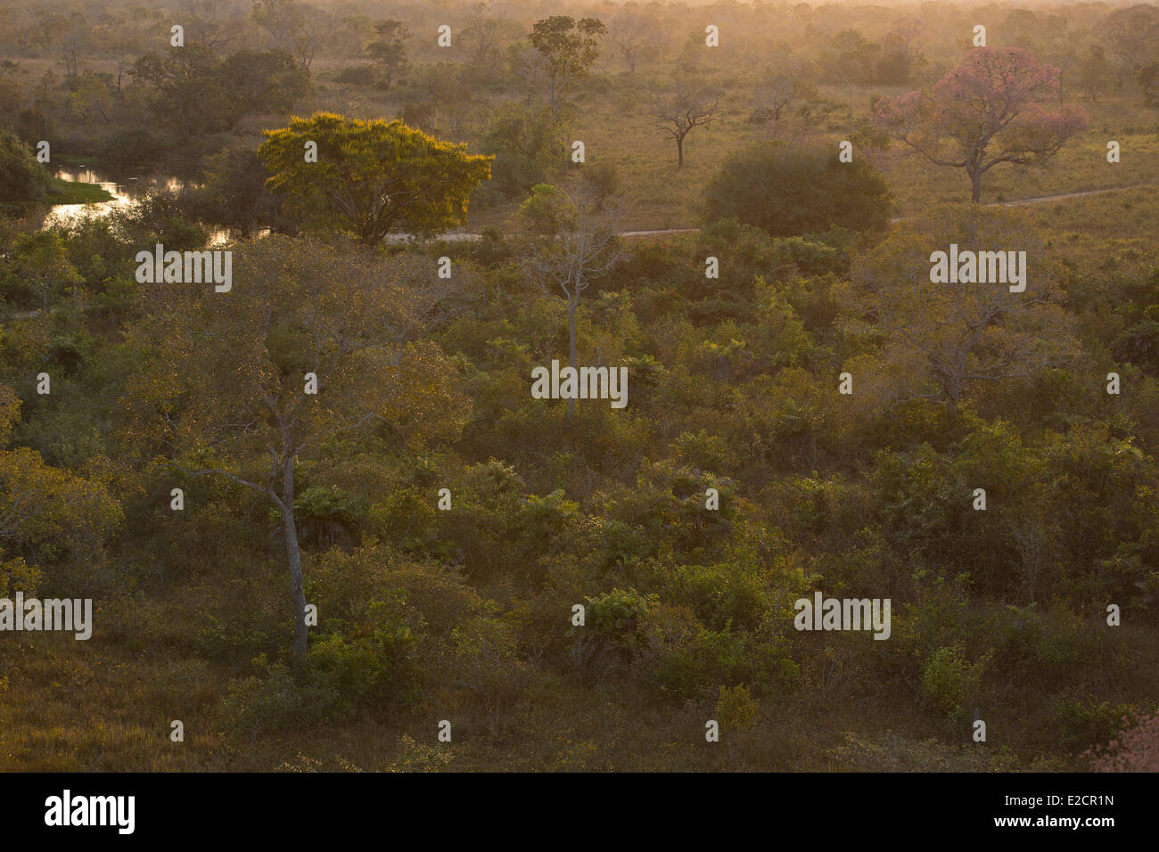 Il Brasile Mato Grosso Pantanal zona elencata come patrimonio mondiale dall' UNESCO Golden tromba tree (tabebuia chrysotricha) Foto Stock