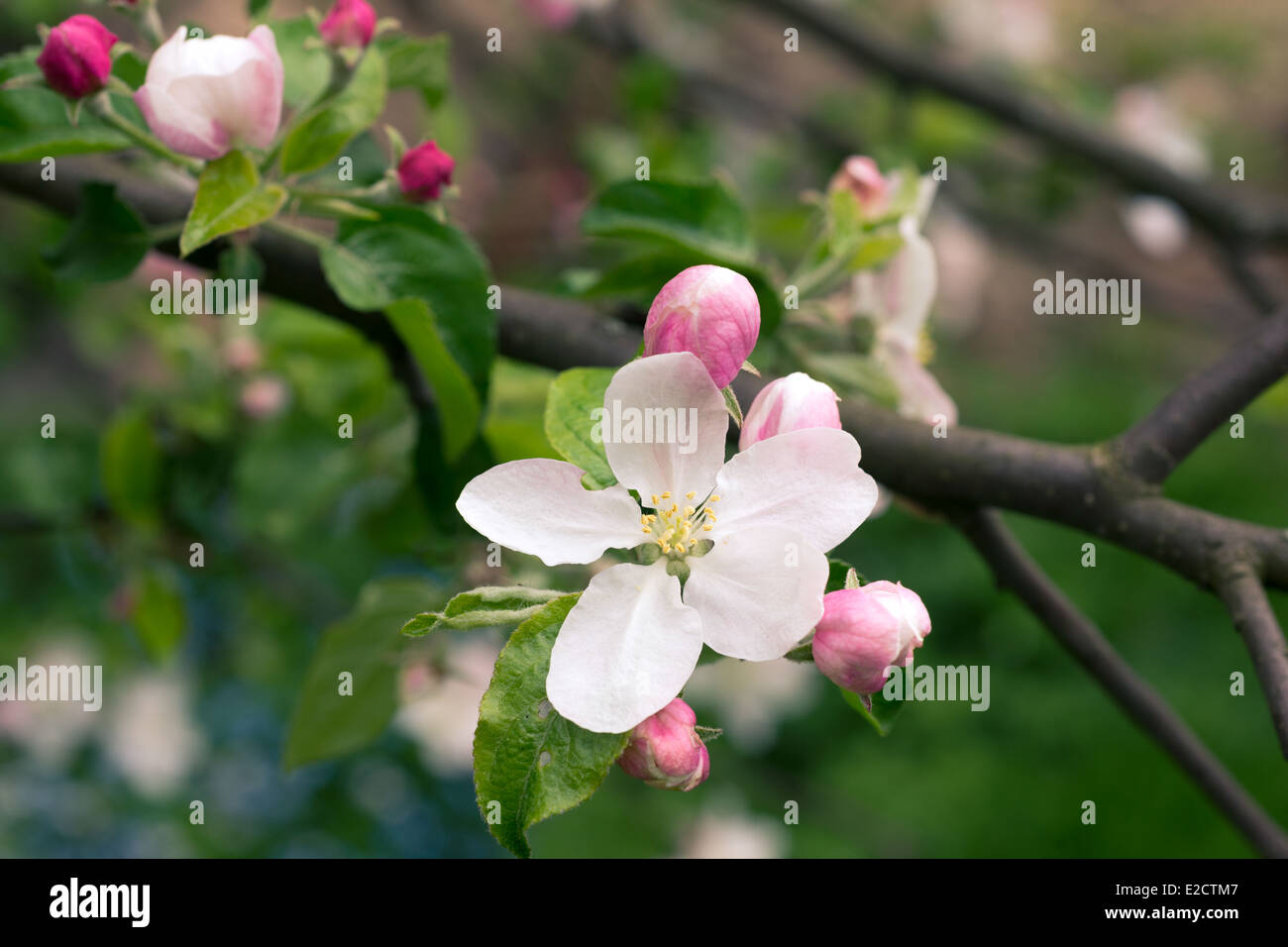 Apple ramo di albero da molla con focus su BLOSSOM Foto Stock