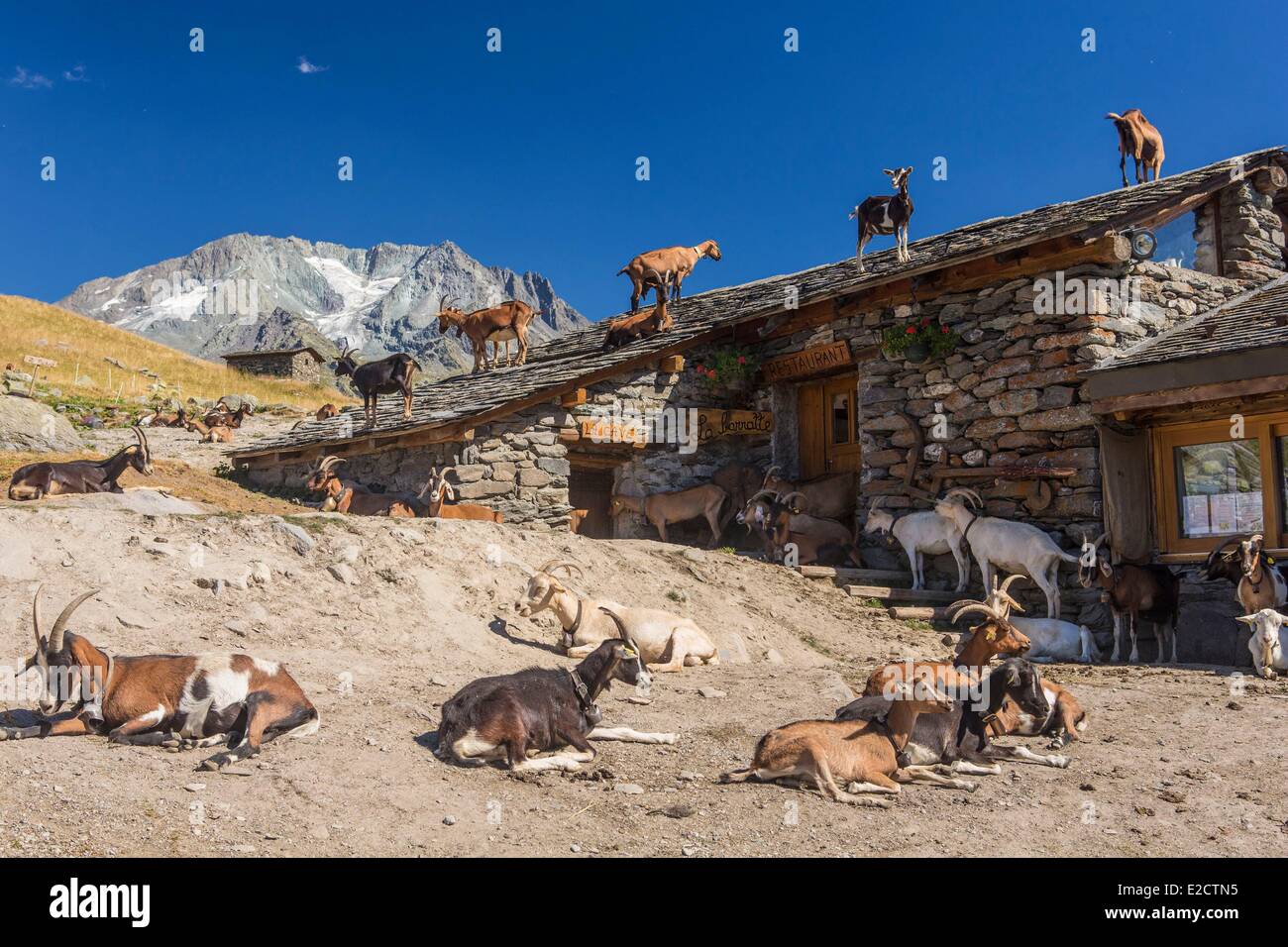 Francia Savoie Les Menuires farm il chasse vicino e Nicolas Pepe del ristorante con una vista dell'Aiguille di Peclet (3562m) Foto Stock