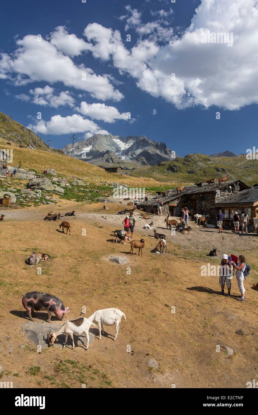 Francia Savoie Les Menuires farm il chasse vicino e Nicolas Pepe del ristorante con una vista dell'Aiguille di Peclet (3562m) Foto Stock
