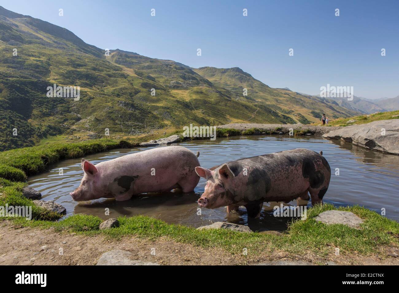 Francia Savoie Les Menuires la fattoria La Chasse suini nel loro pozzanghera Bellevilles valle del massiccio della Vanoise Foto Stock