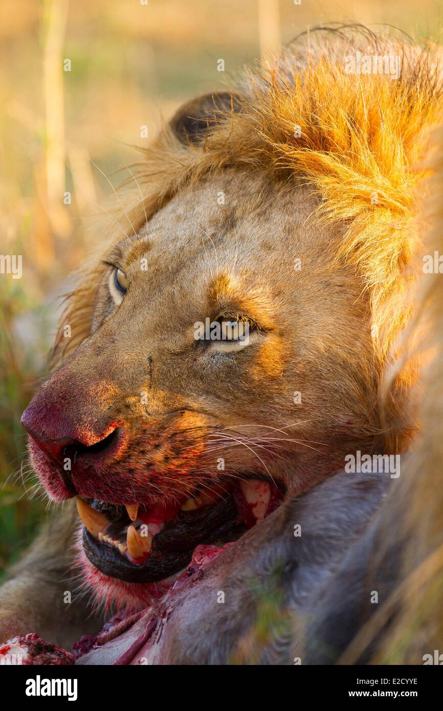 Kenya Masai-Mara game reserve lion (Panthera leo) maschio e un kill Foto Stock