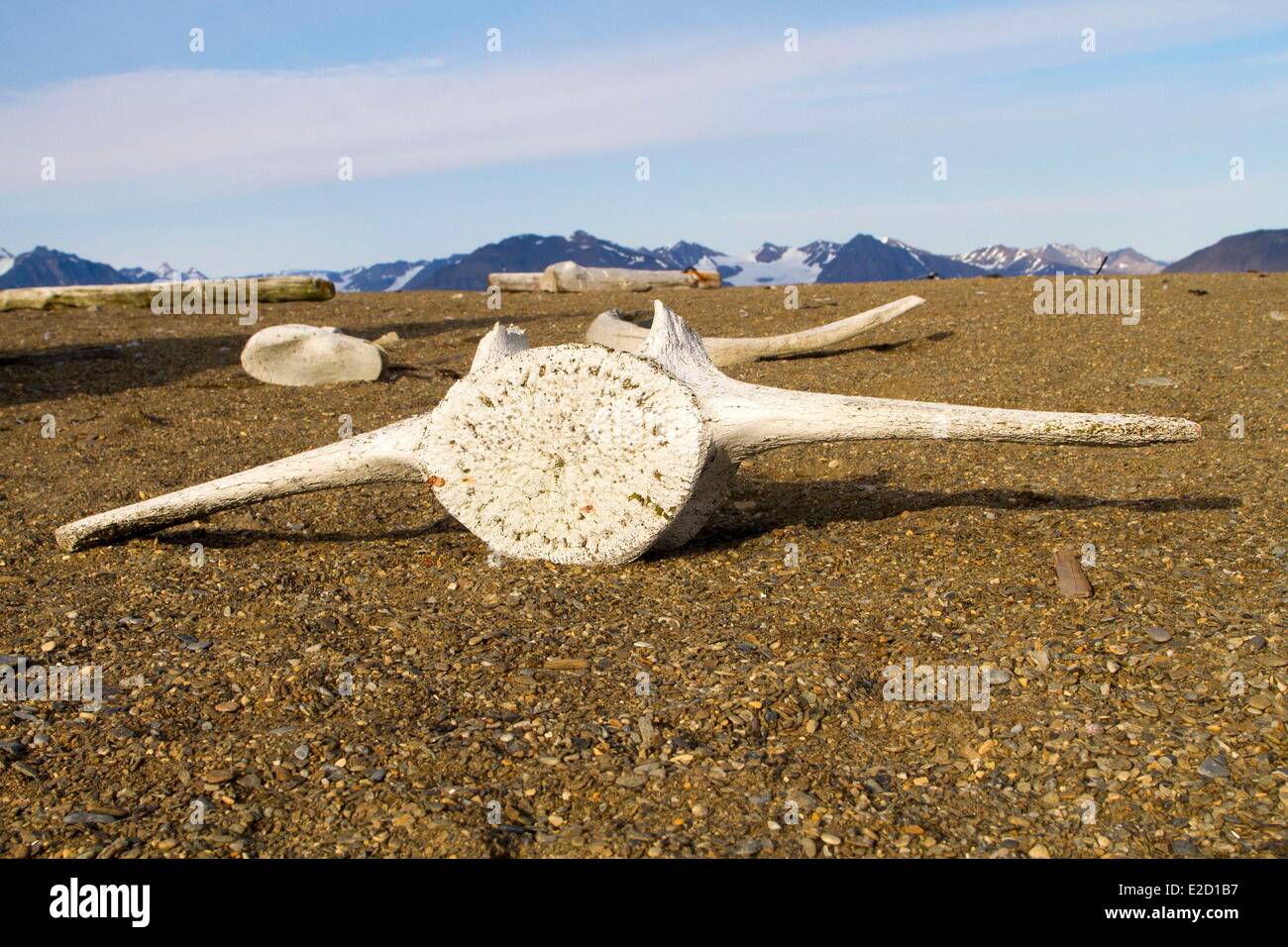 Norvegia Isole Svalbard Spitsbergen vertebra di balena Foto Stock