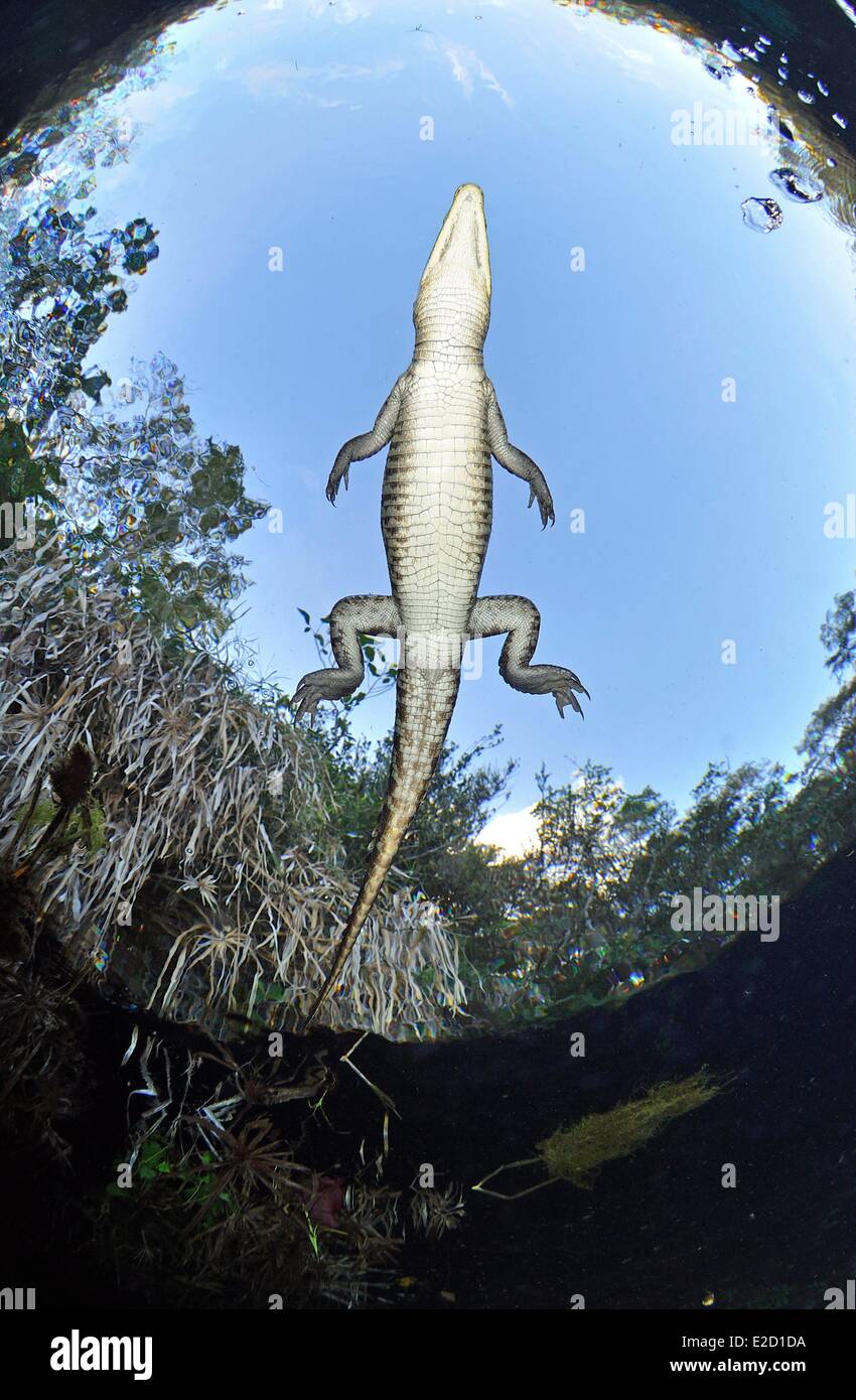 Messico Quintana Roo membro cenote (grotta allagata) di lavaggio auto  Morelet's Crocodile (Crocodylus moreletii Foto stock - Alamy