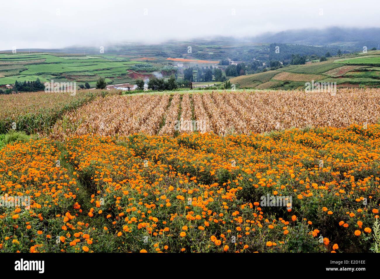 Cina Yunnan Dongchuan Distretto Terre Rosse Lepuao coltivazioni a terrazza francese calendula (Tagetes patula) Foto Stock