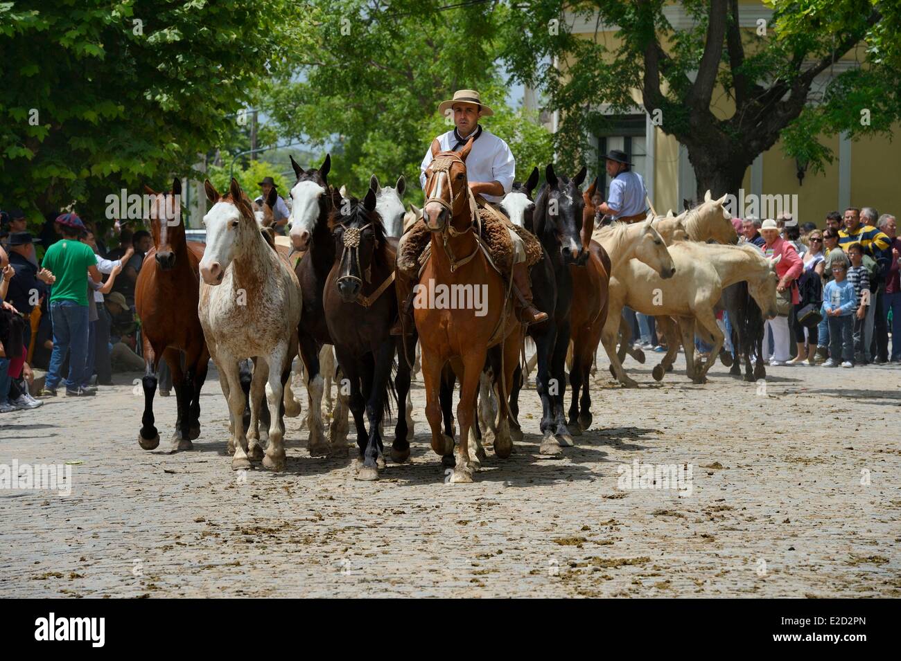 Argentina Buenos Aires Provincia San Antonio de Areco tradizione Day festival (Dia de Tradicion) gaucho con la sua mandria di cavalli Foto Stock