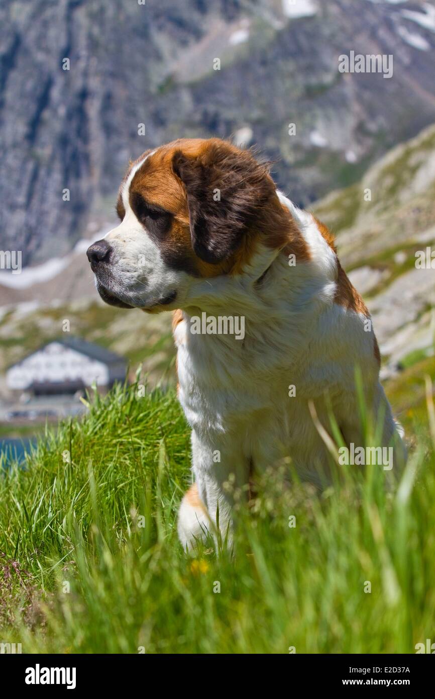 Svizzera Canton Vallese Mont Blanc Col du Grand Saint Bernard san Bernardo cane Foto Stock