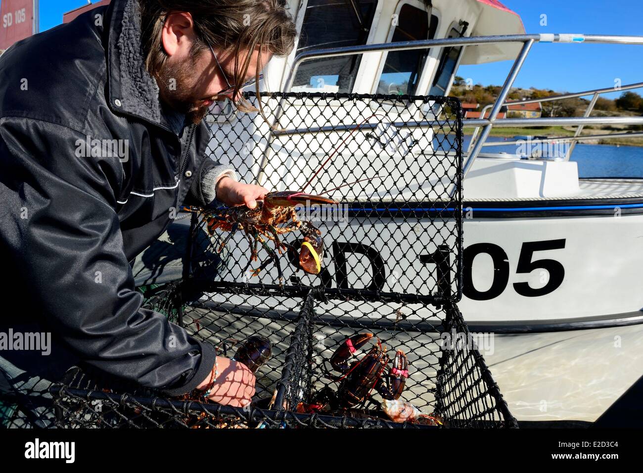 La Svezia Vastra Gotaland Koster Isole Ekenas Sydkoster porto di ritorno dalla pesca dell'aragosta Foto Stock