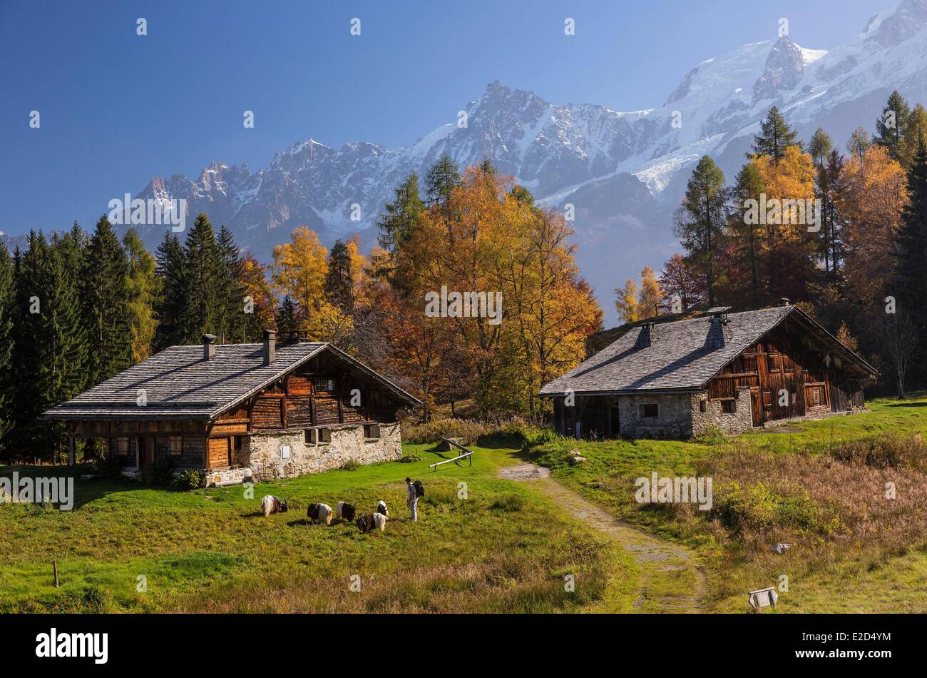 Francia Haute Savoie Les Houches pastore con le sue capre dei ghiacciai nella frazione di alta montagna di pascolo Charousse Foto Stock