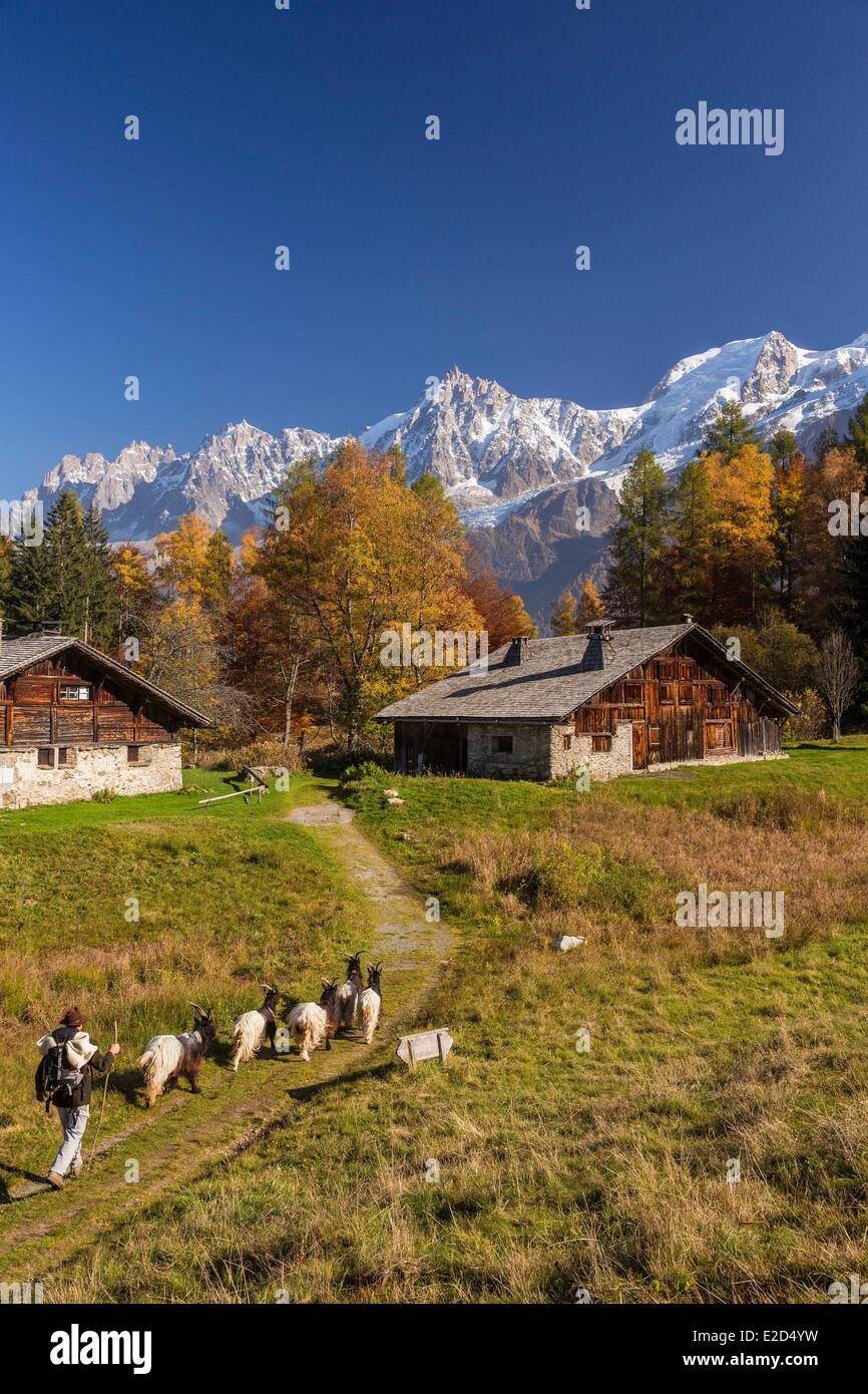 Francia Haute Savoie Les Houches pastore con le sue capre dei ghiacciai nella frazione di alta montagna di pascolo Charousse Foto Stock
