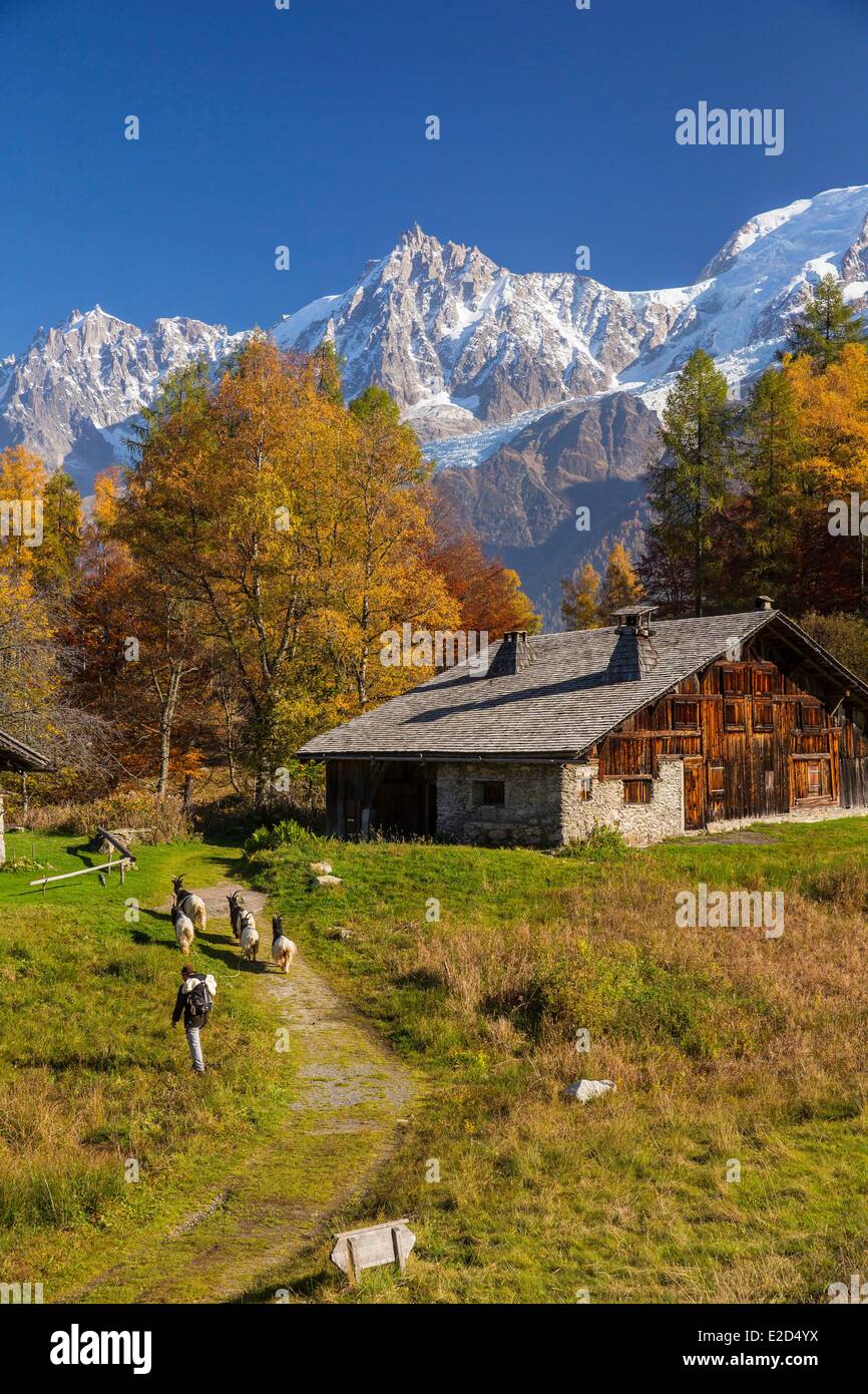 Francia Haute Savoie Les Houches pastore con le sue capre dei ghiacciai nella frazione di alta montagna di pascolo Charousse Foto Stock