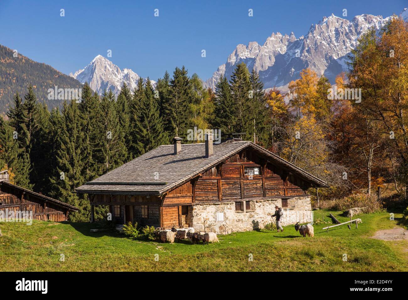 Francia Haute Savoie Les Houches pastore con le sue capre dei ghiacciai nella frazione di alta montagna di pascolo Charousse Foto Stock