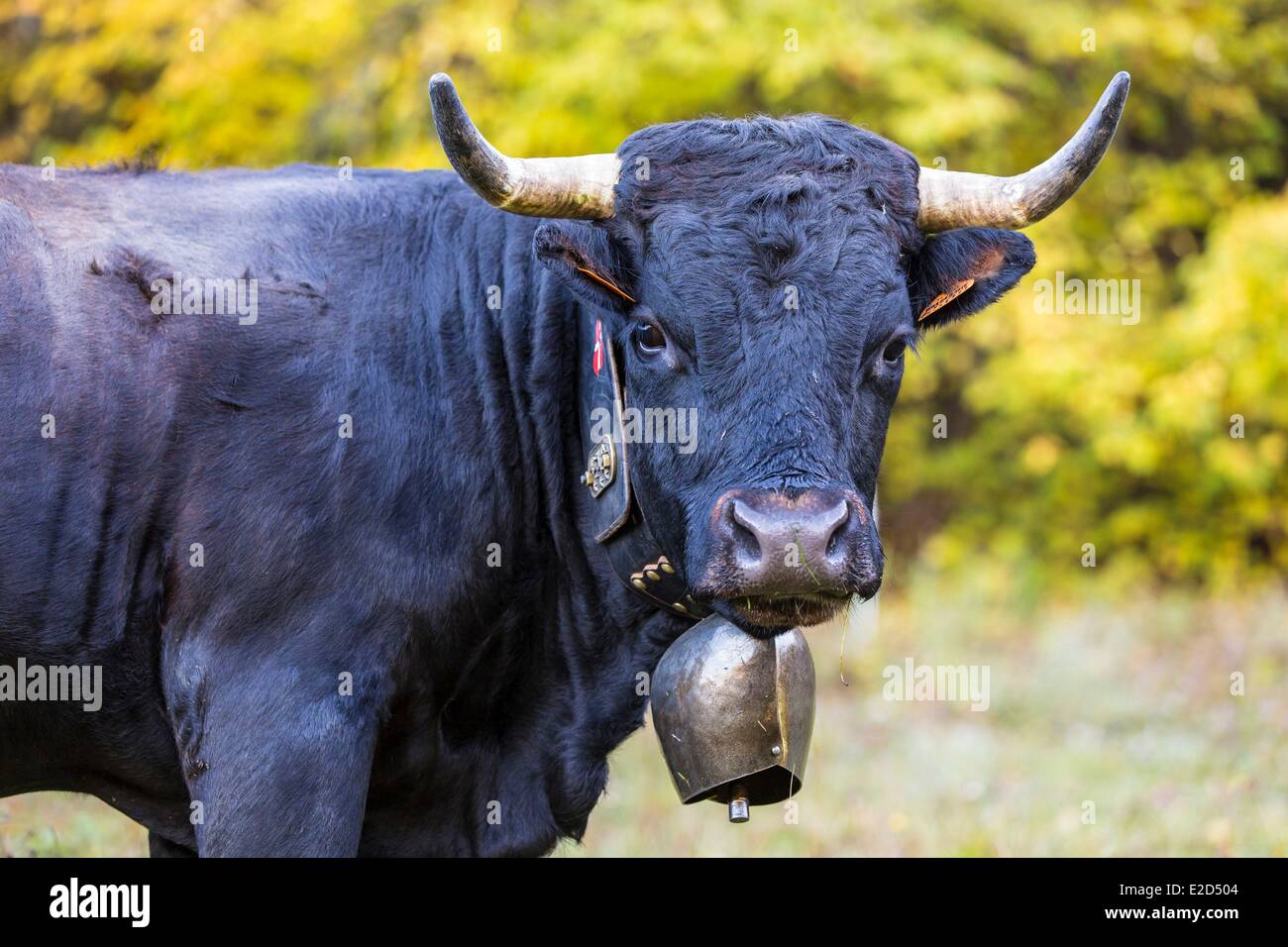 Francia Haute Savoie Morzine Vacca di razza Herens Foto Stock
