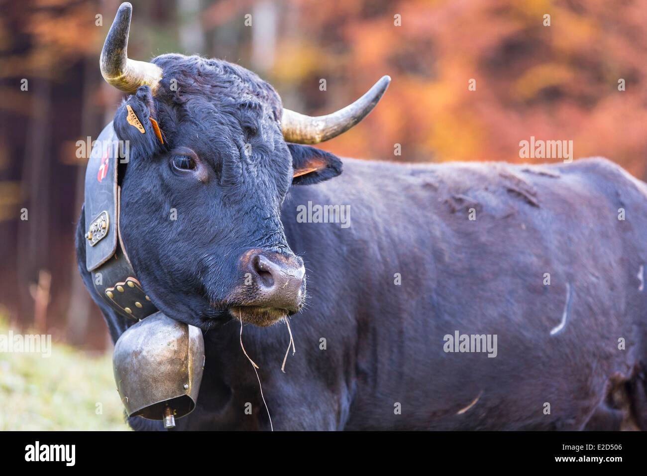 Francia Haute Savoie Morzine Vacca di razza Herens Foto Stock
