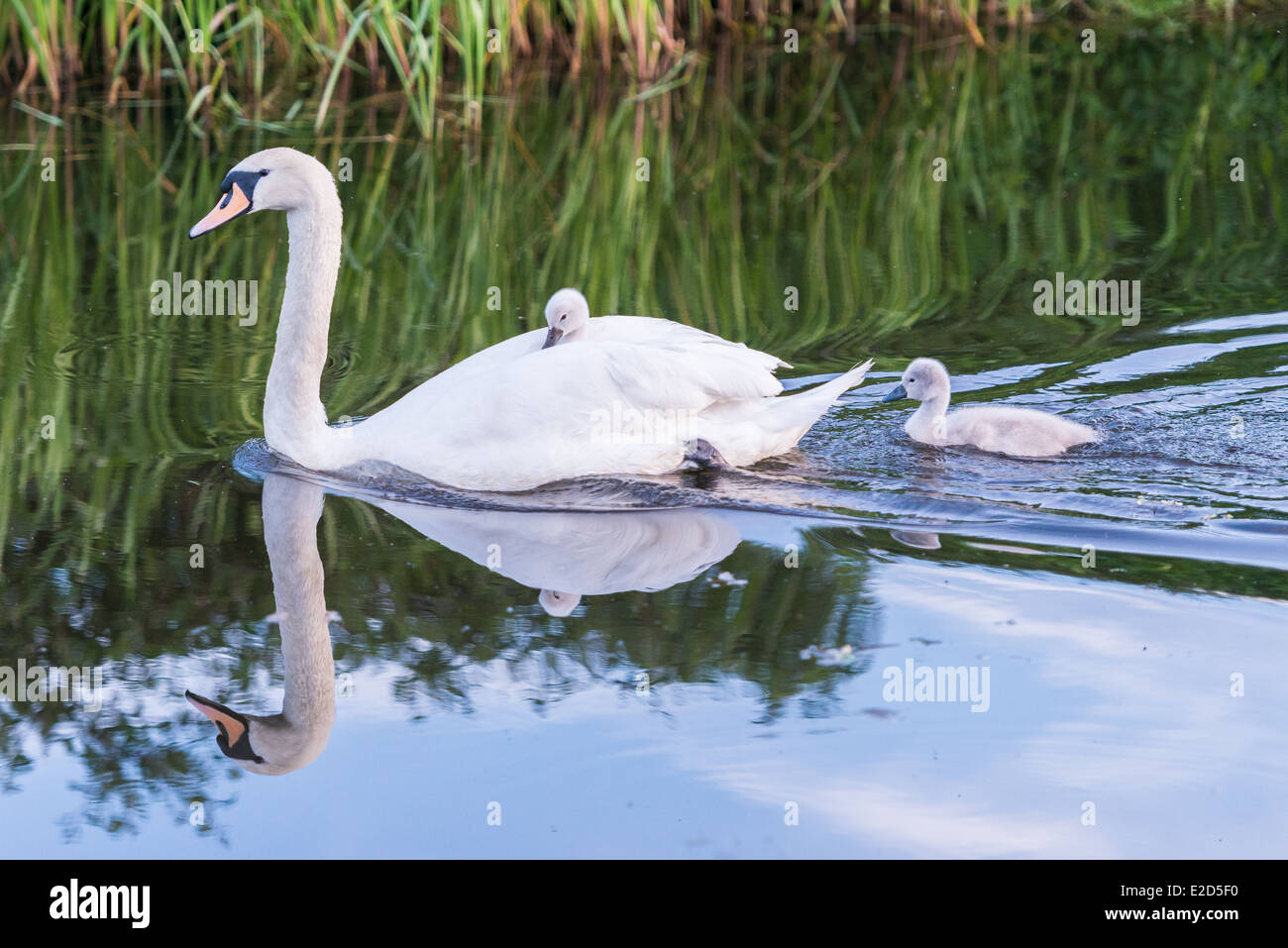 Adulto Swan con due Cygnets uno di loro è seduto sul retro del cigno, Leeds Liverpool canal, Rodley, Leeds Foto Stock