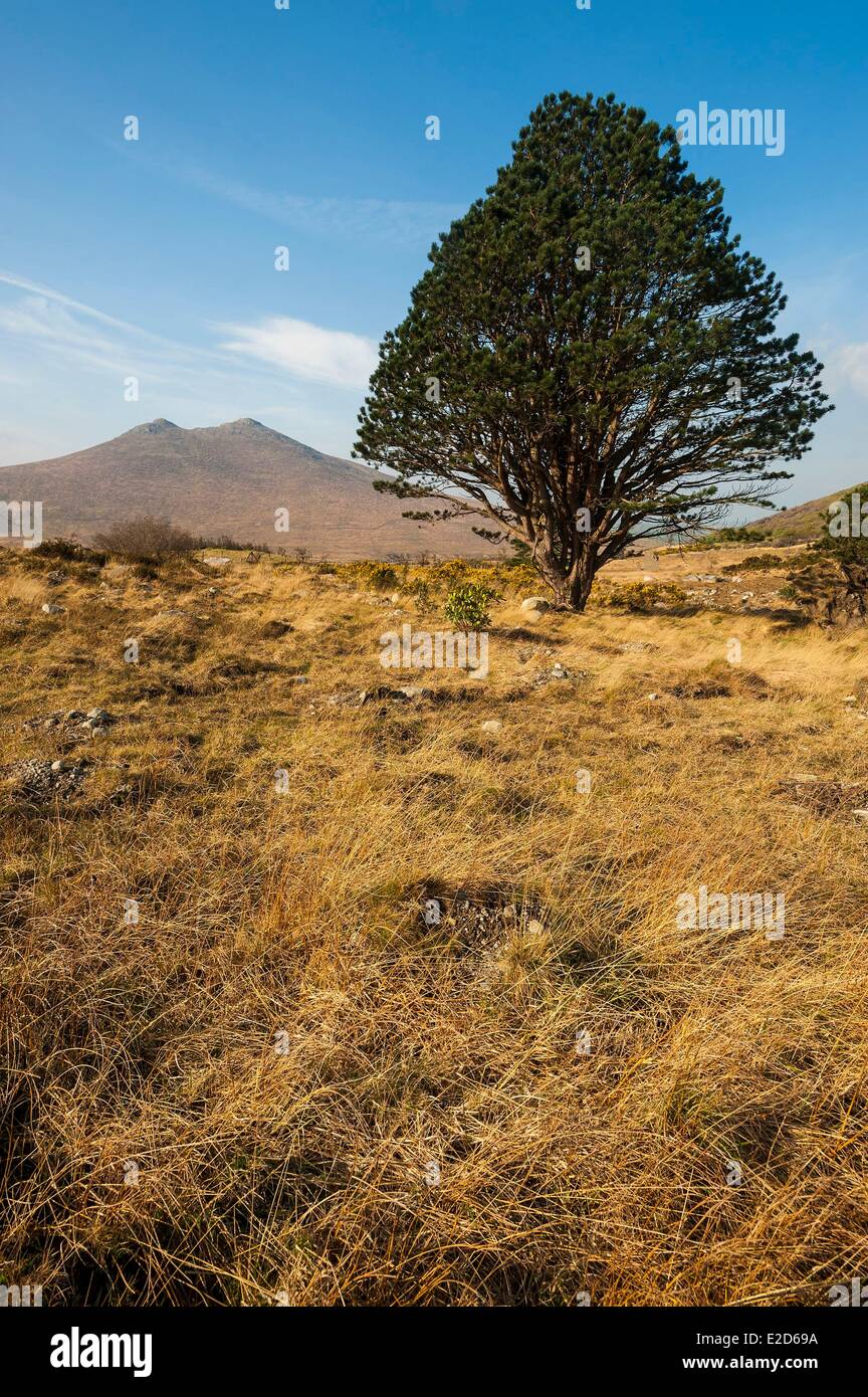 Regno Unito Irlanda del Nord la contea di Down the Mourne Mountains vicino a Newcastle Foto Stock
