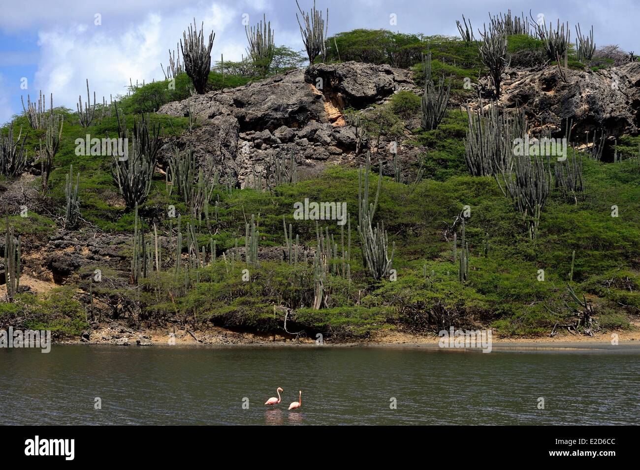 Dutch West Indies Bonaire Island Washington Slagbaai National Park i fenicotteri nel lago Gotomeer Caribbean Flamingo Foto Stock