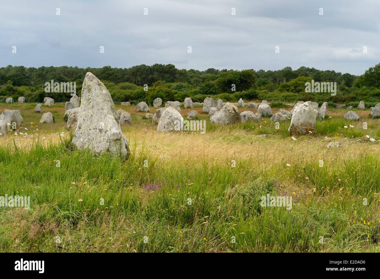 Francia, Morbihan, Carnac, fila di megalitico pietre permanente a Menec Foto Stock