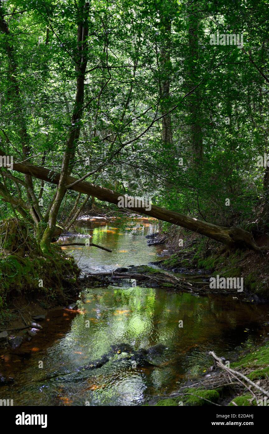 Francia Ille et Vilaine Broceliande foresta il Aff River Valley Foto Stock