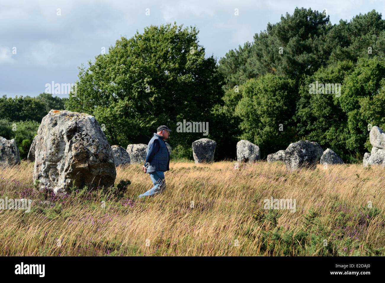 Francia, Morbihan, Carnac, fila di megalitico pietre permanente a Manio Foto Stock