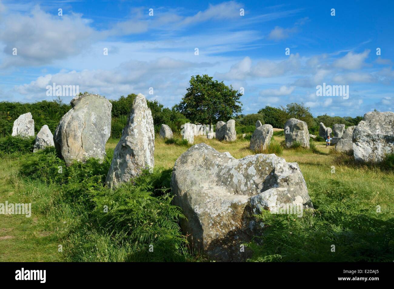 Francia, Morbihan, Erdeven, fila di megalitico pietre permanente di Kerzerho Foto Stock