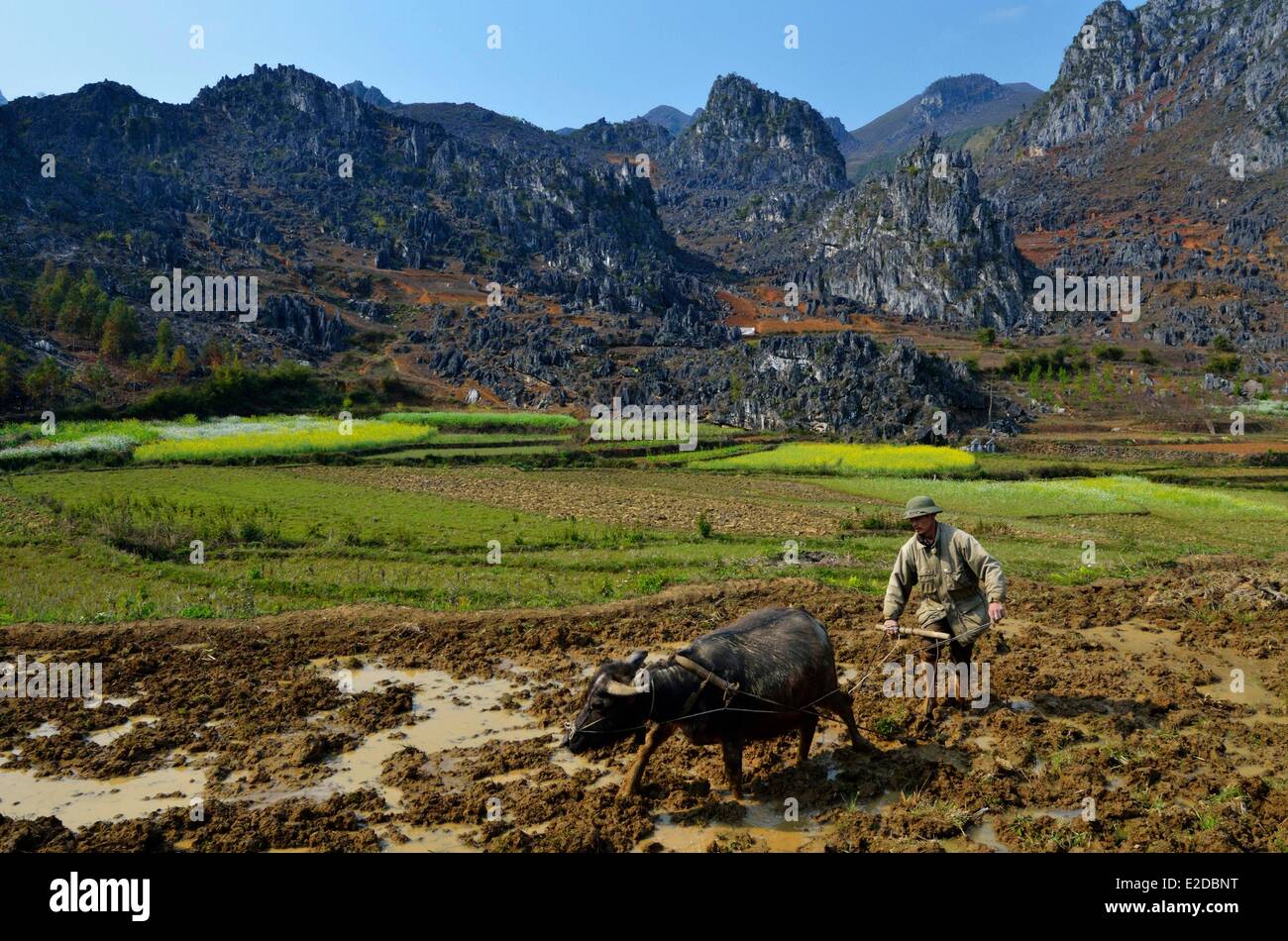 Il Vietnam ha Giang provincia uomo di etnia Hmong gruppo arare il suo campo Foto Stock