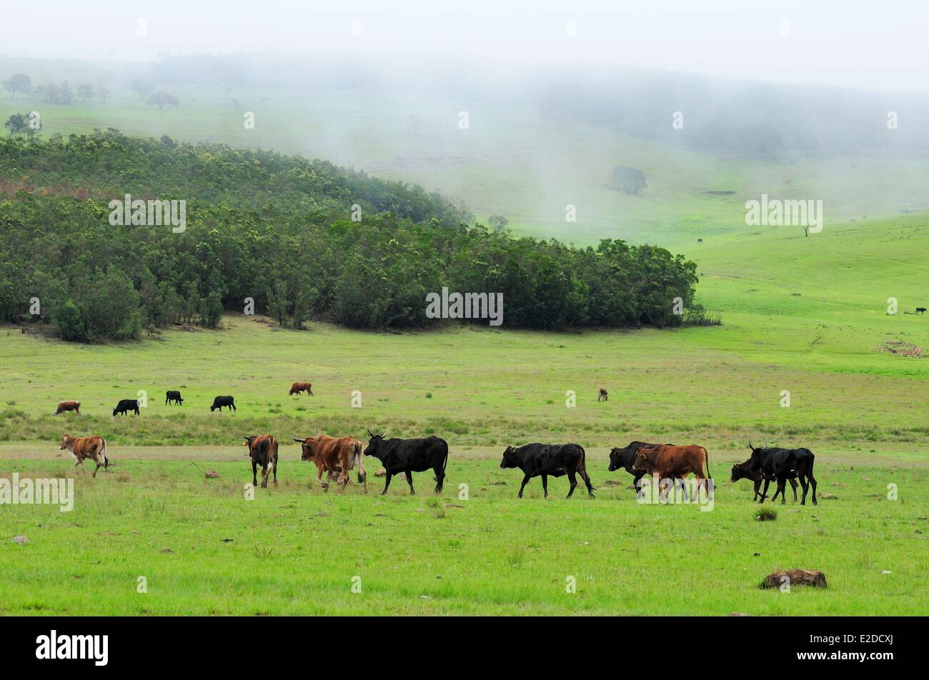 Swaziland Hhohho district la campagna a nord di Mbabane la capitale Foto Stock