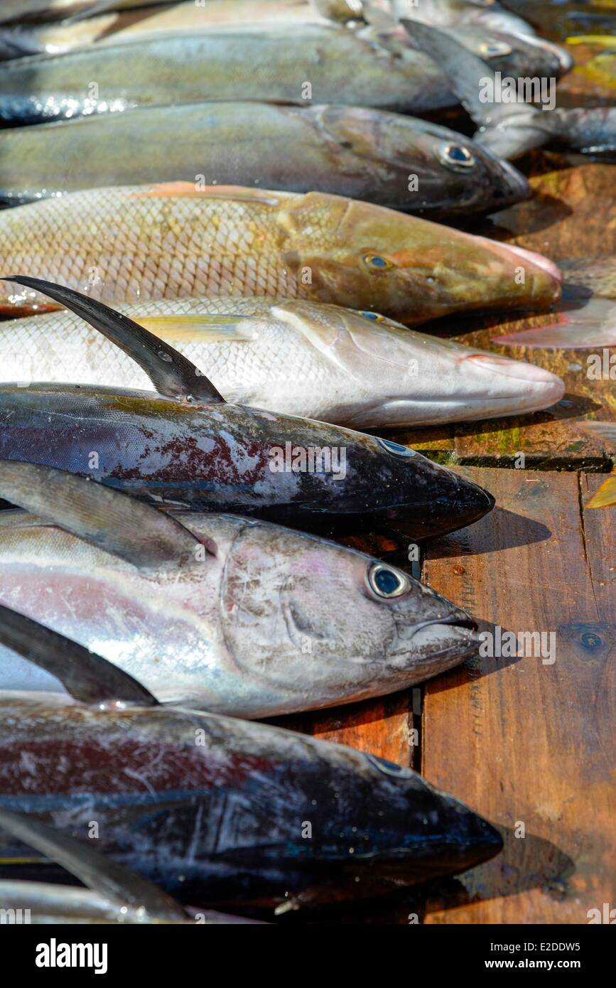 Sri Lanka Provincia Occidentale Distretto Gampaha Negombo Mercato del Pesce tonni allineati su una stalla in legno Foto Stock