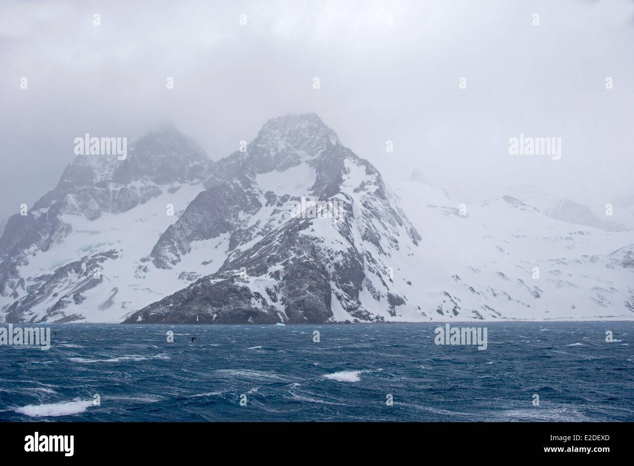 Antartico Isola Georgia del Sud Elsehul Foto Stock