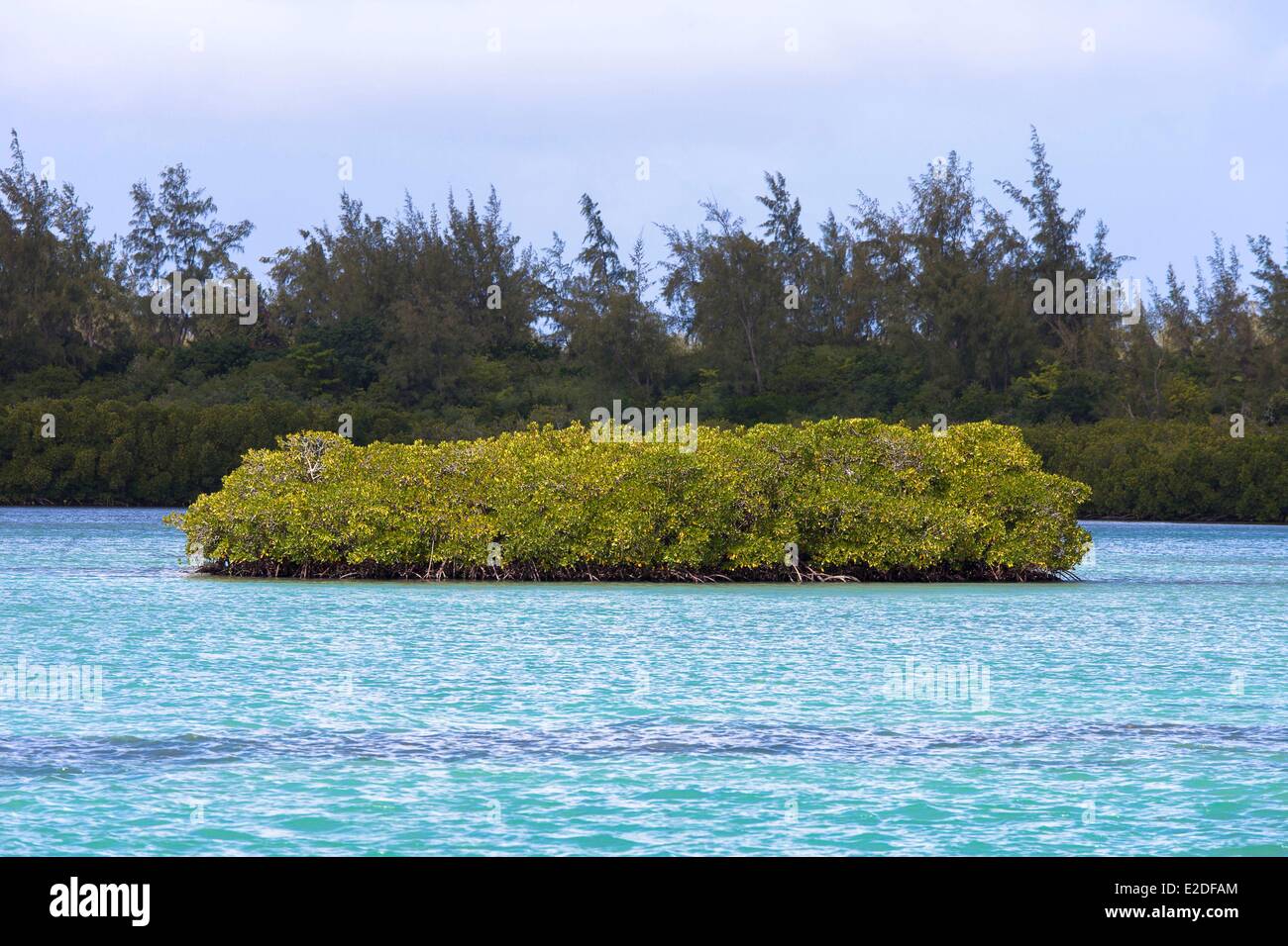 Maurizio, Flacq distretto, Ile aux Cerfs, Mangrove Foto Stock