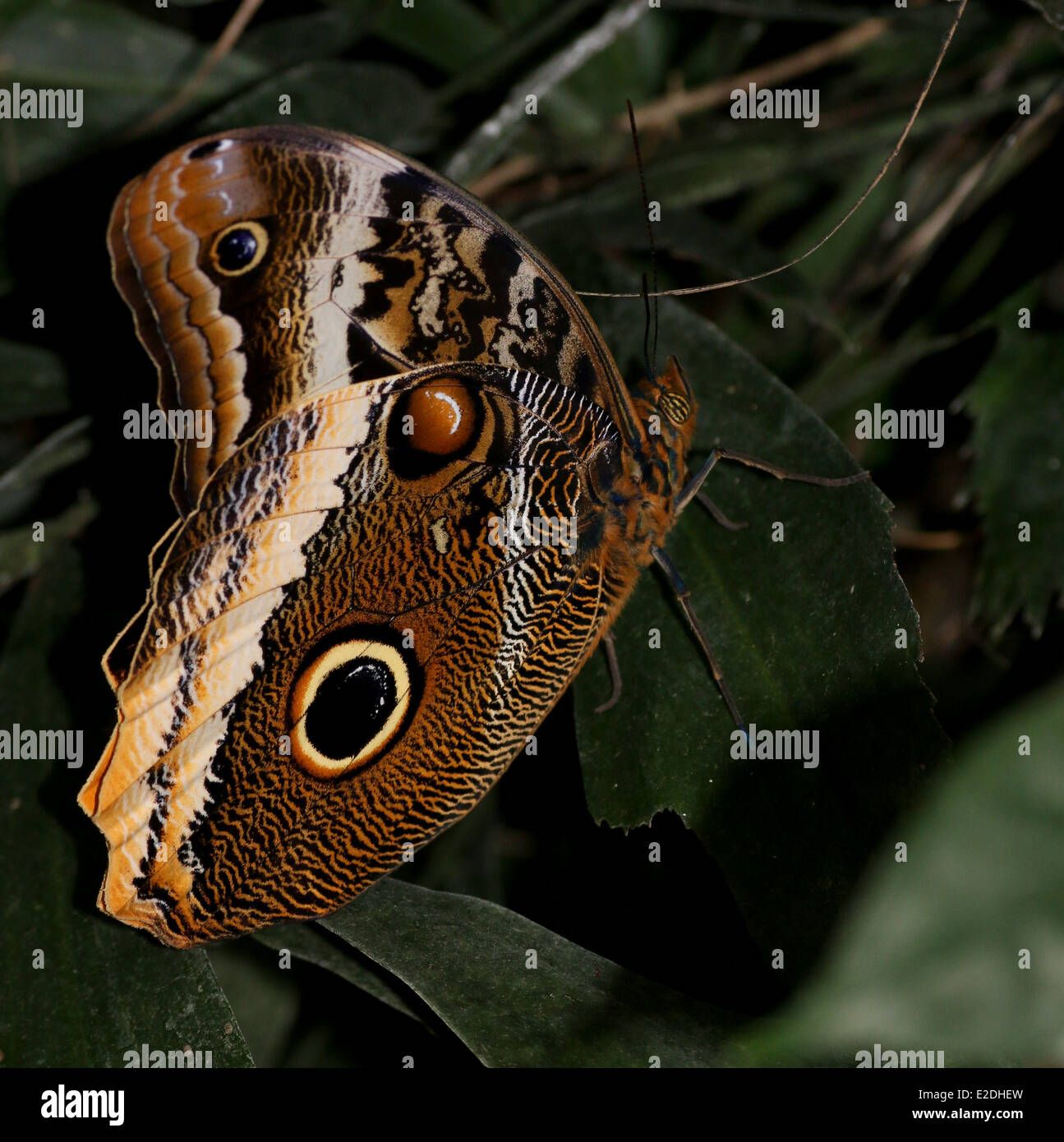 Giallo-refilato gigante farfalla Civetta (Caligo atreo) ali chiuso Foto Stock