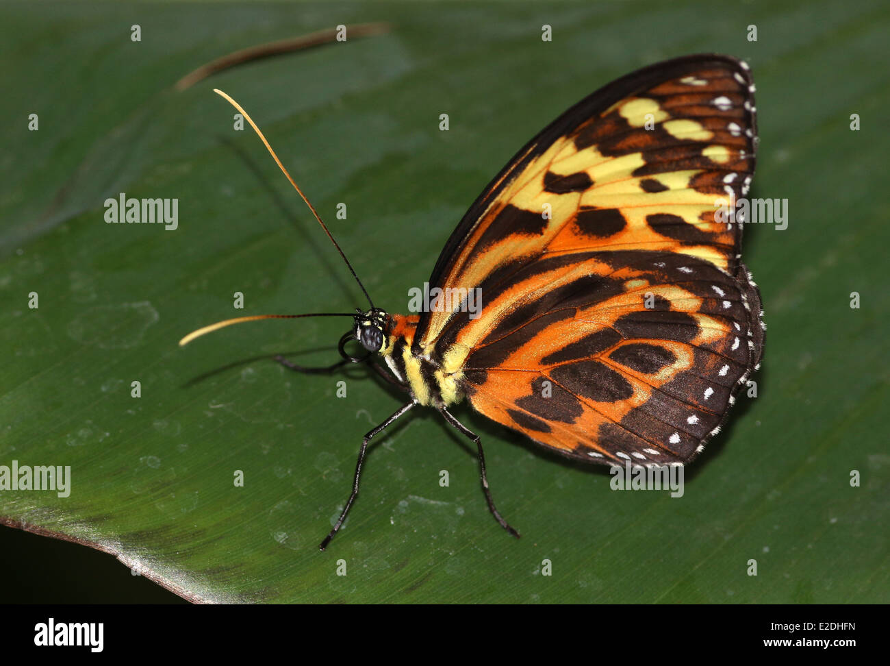 Harmonia Tiger-ala o Harmonia Tiger butterfly (Tithorea harmonia) ali chiuso Foto Stock