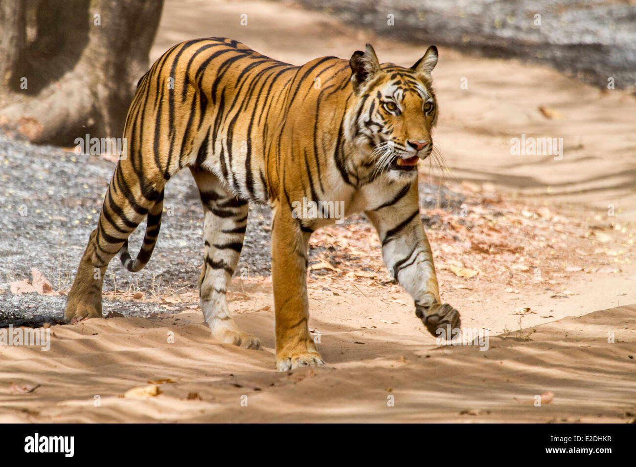 Tiger passeggiate attraverso una via in bandhavgarh national park in Madhya Pradesh india asia Foto Stock