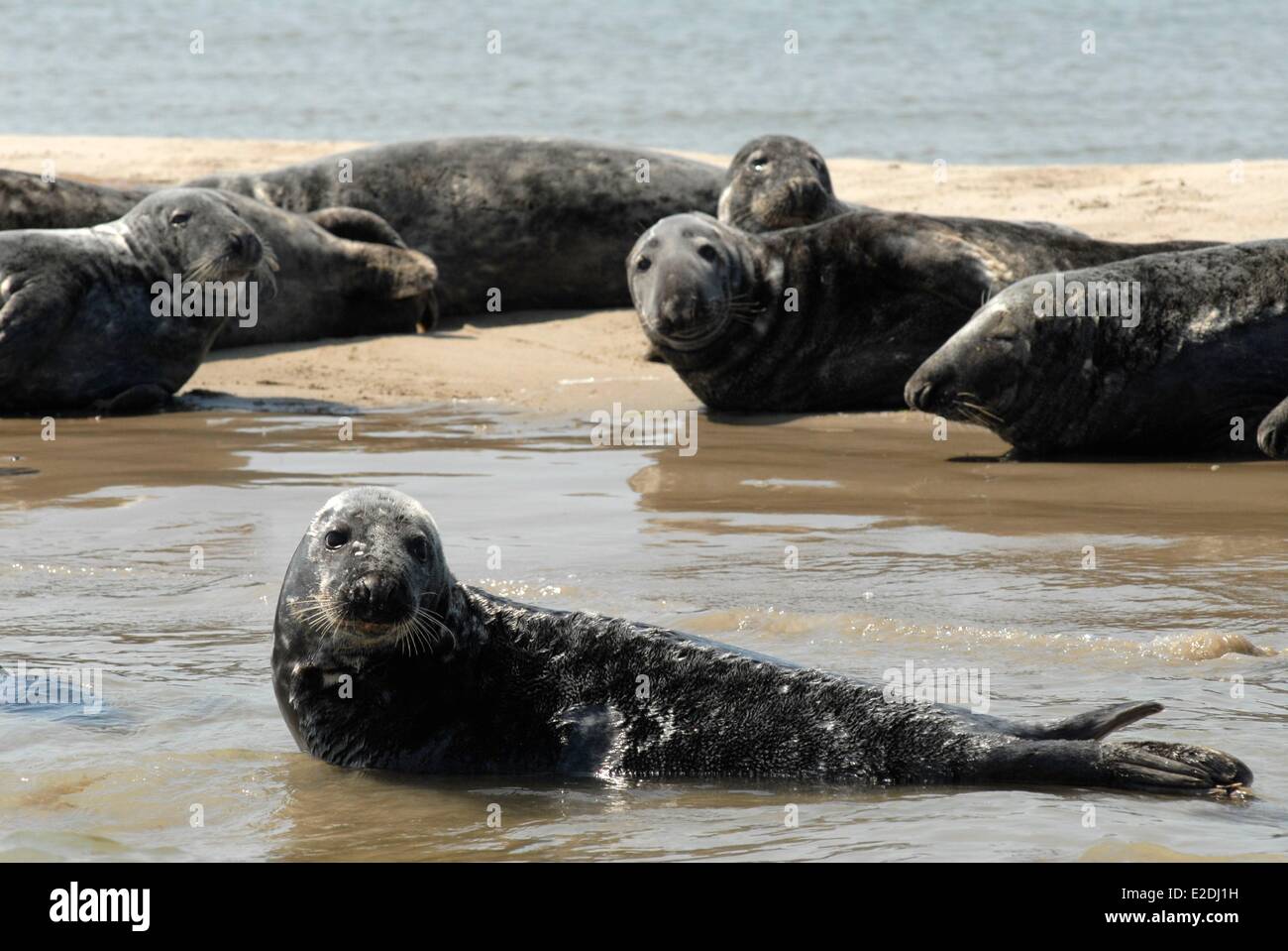 L'Irlanda nella Contea di Wexford Wexford Wexford Bay le foche grigie (Halichoerus grypus) Foto Stock