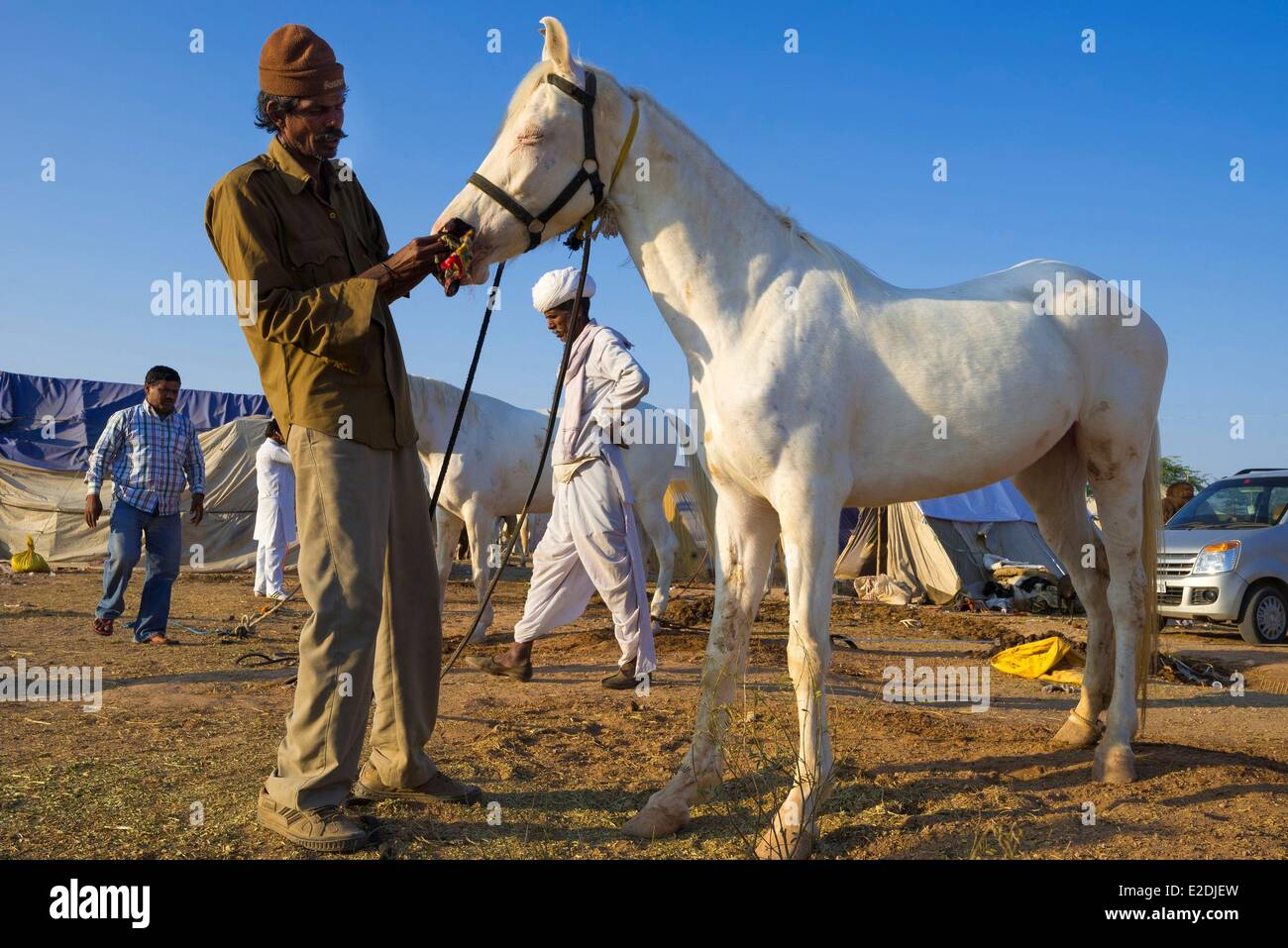 India Rajasthan Nagaur Nagaur la fiera del bestiame è la più grande fiera del suo genere nel paese di Marwari cavalli sono venduti Foto Stock