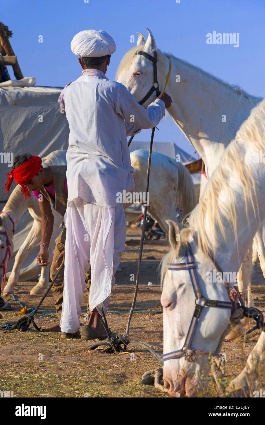 India Rajasthan Nagaur Nagaur la fiera del bestiame è la più grande fiera del suo genere nel paese di Marwari cavalli sono venduti Foto Stock