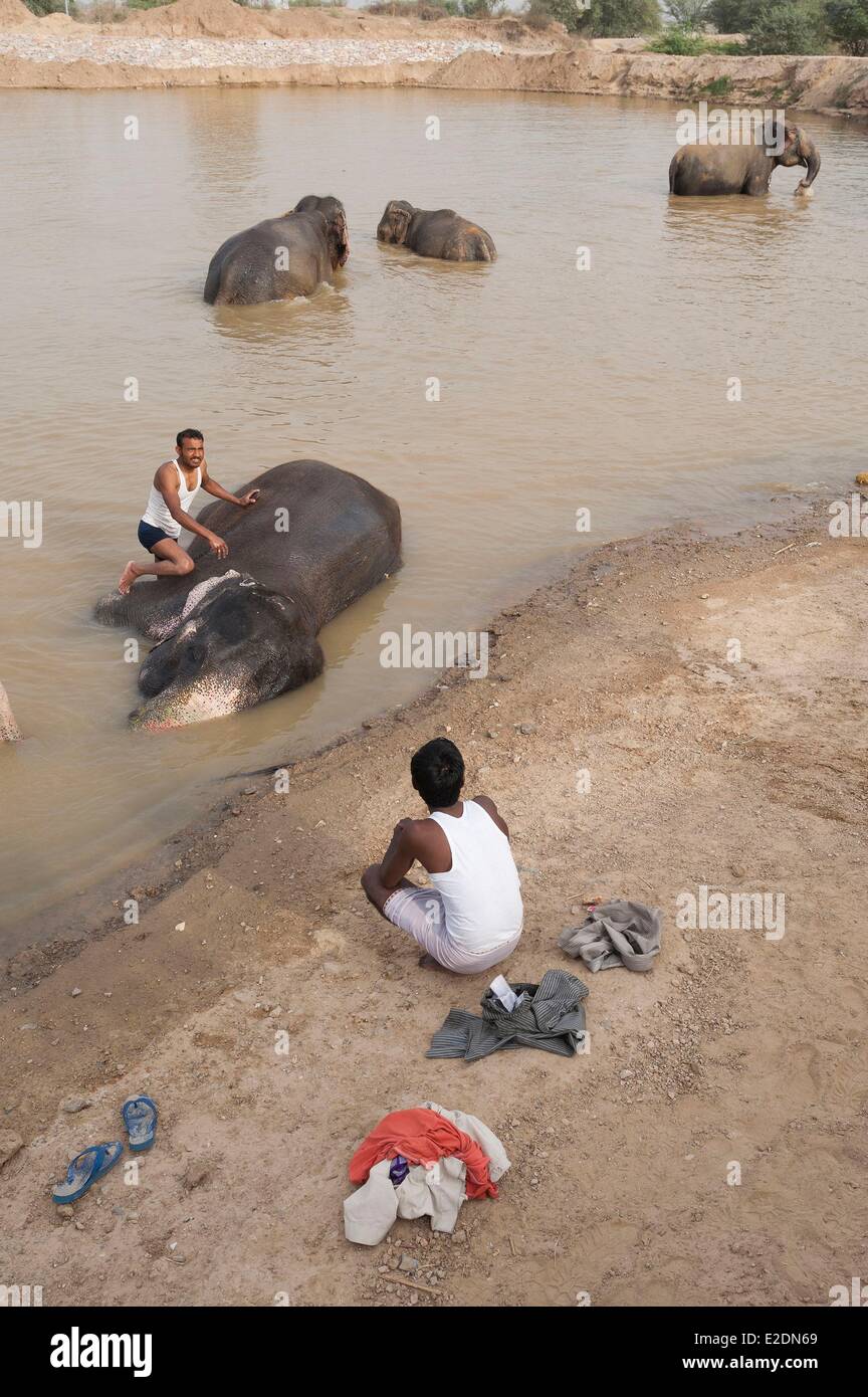 India Rajasthan Jaipur elefanti balneare vicino a Forte Amber Foto Stock