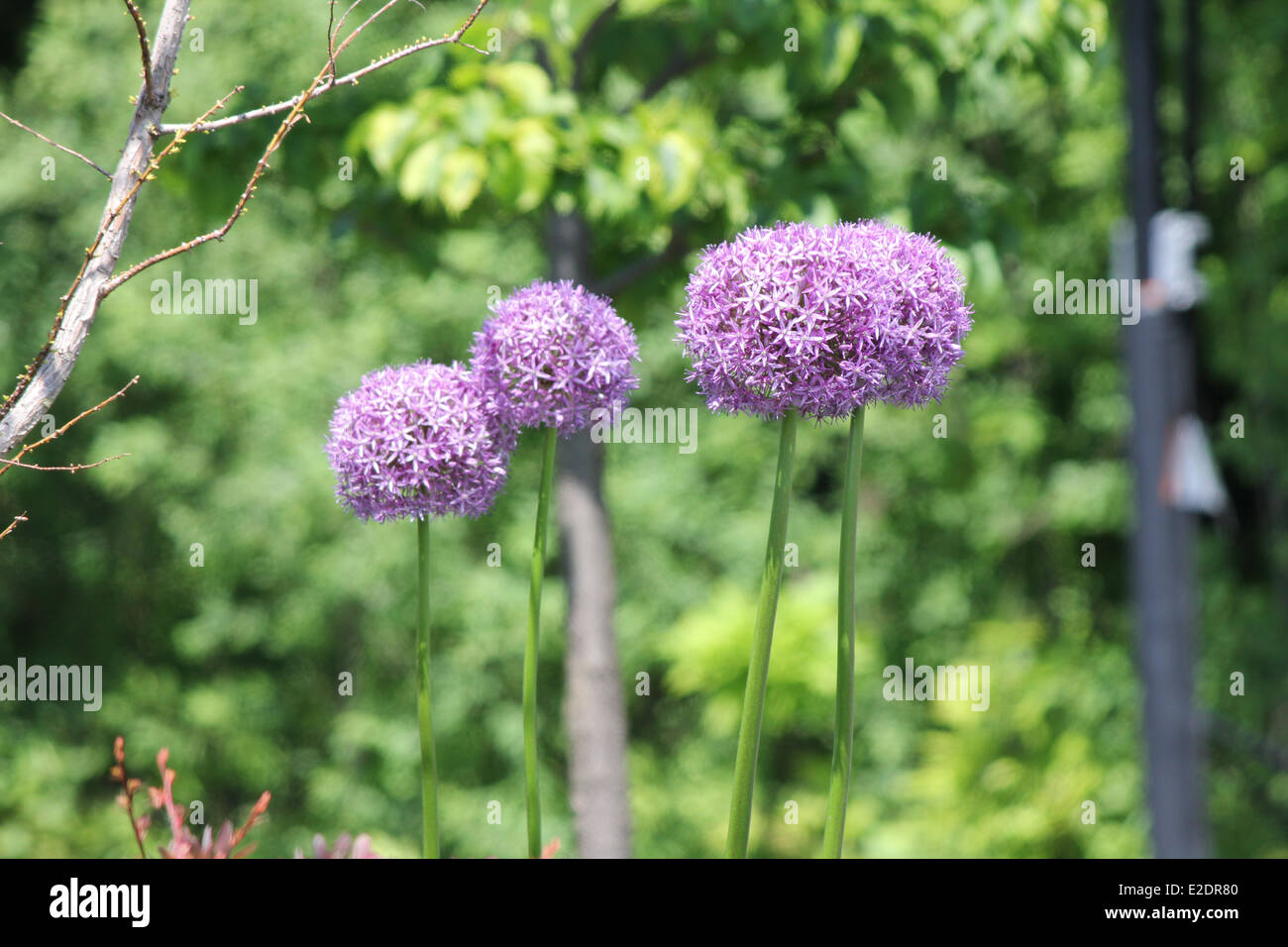 Alliums, noto anche come cipolle ornamentali, sono coltivate per il loro vistose le teste dei fiori, che provengono in ampia gamma di colori e dimensioni Foto Stock