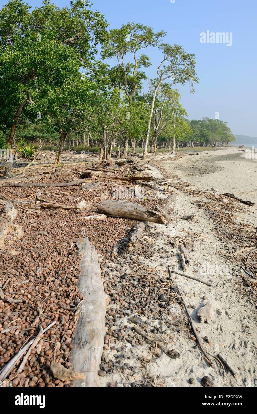 In Bangladesh la Sundarbans elencati come patrimonio mondiale dall' UNESCO è uno dei più grandi del mondo le foreste di mangrovia (140.000 ettari) Foto Stock