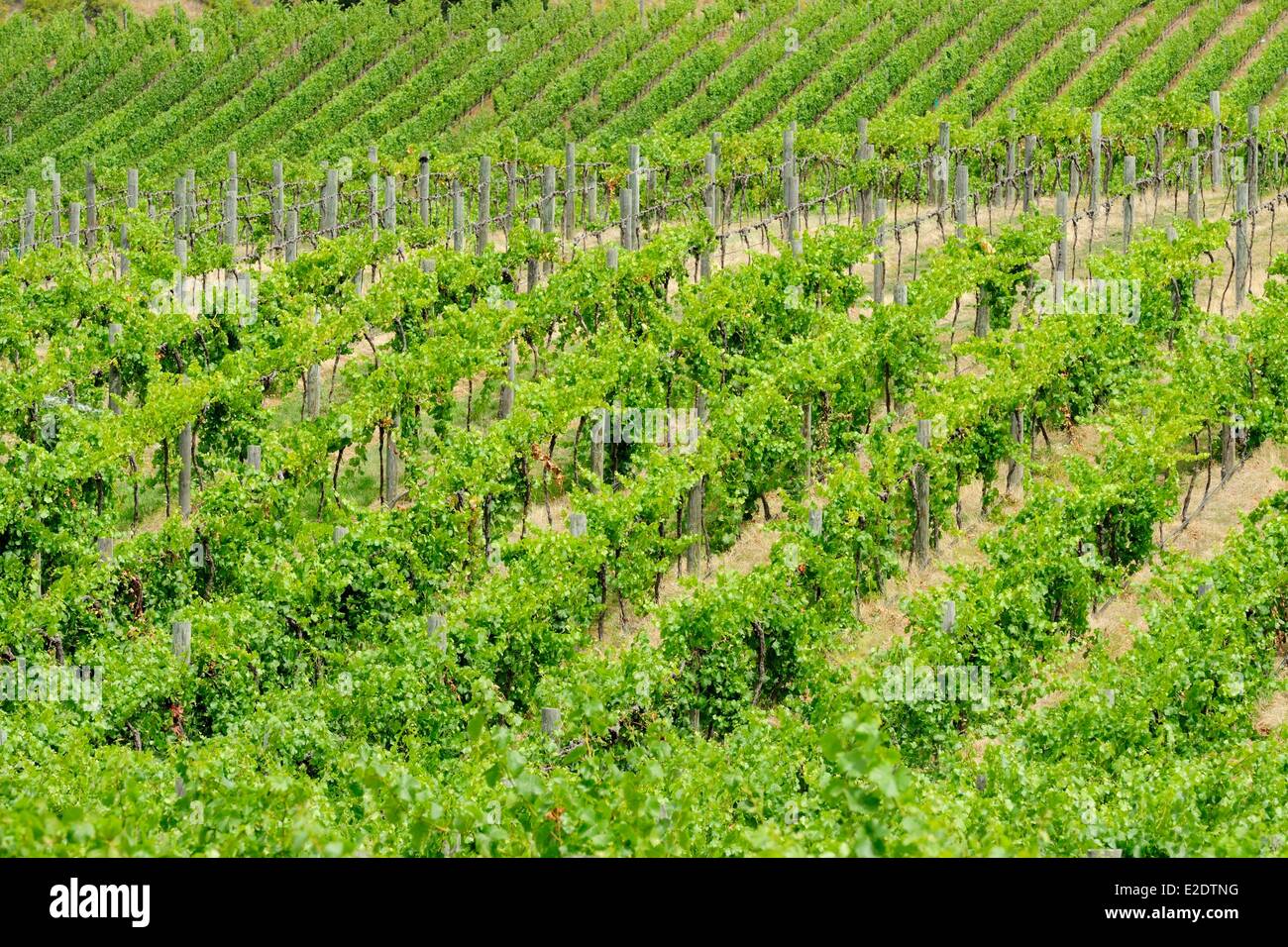 Nuova Zelanda Isola del Sud regione di Otago vigneto nella Gibbston Valley Foto Stock