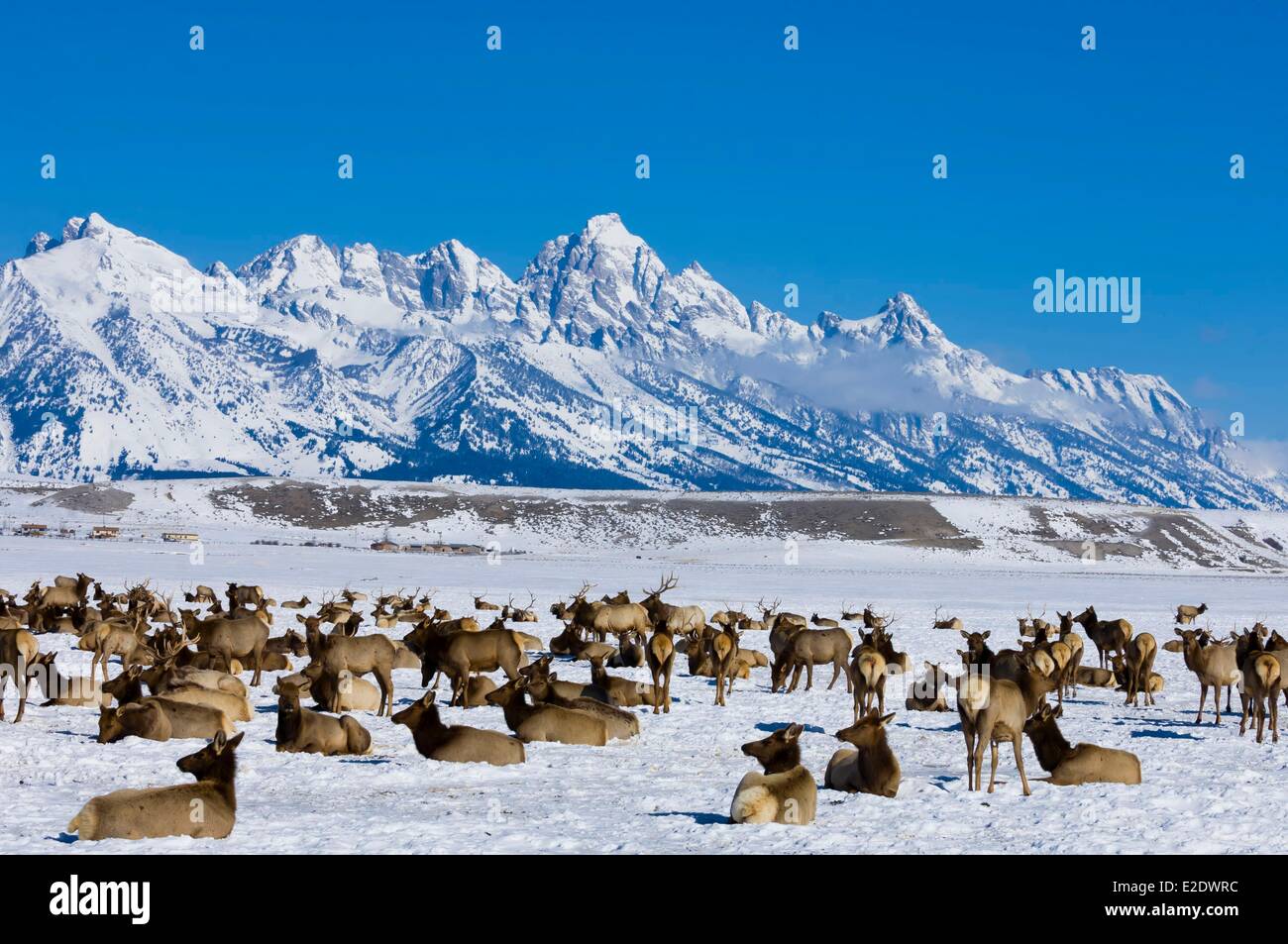 Stati Uniti Wyoming Jackson Hole migrazione invernale del wapiti Grand Teton National Park in lo sfondo Foto Stock