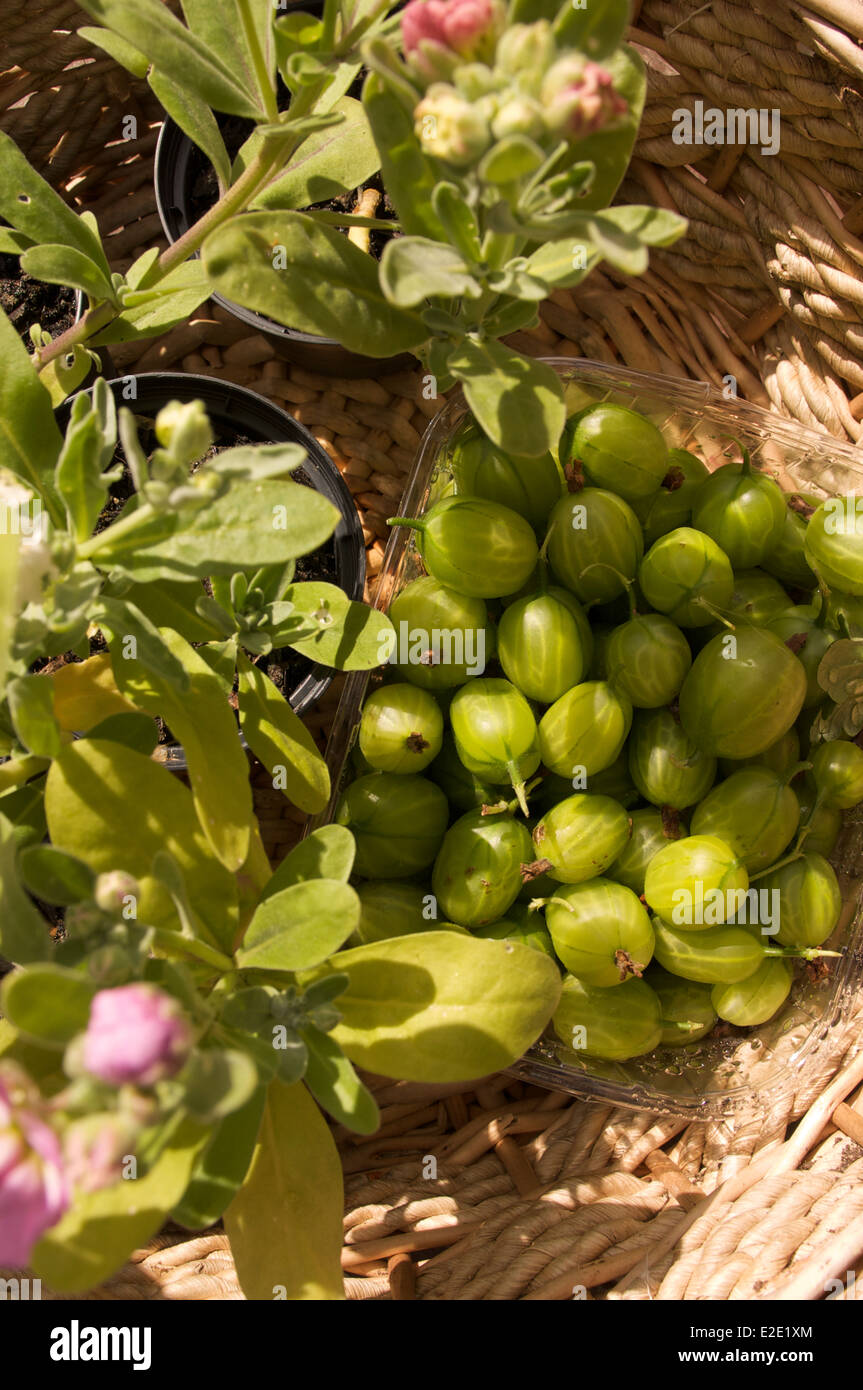 Una cestella di di ribes freschi e tre scorte in fiore in un cesto su un tavolo di legno sotto il sole. Foto Stock