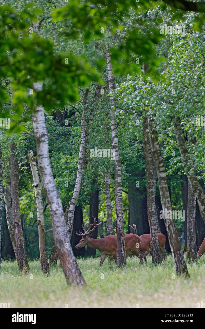 Francia yvelines (78) Espace Rambouillet Rambouillet deer Foto Stock