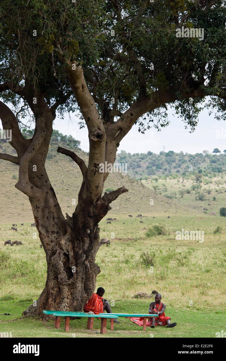 Kenia Masai Mara riserva nazionale Masai (Maasai) Foto Stock