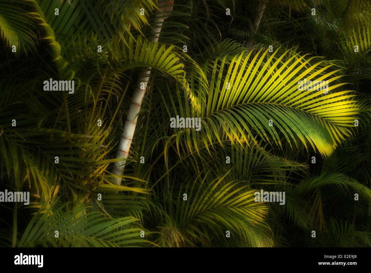Il fogliame tropicale. Punta Mita, Messico Foto Stock