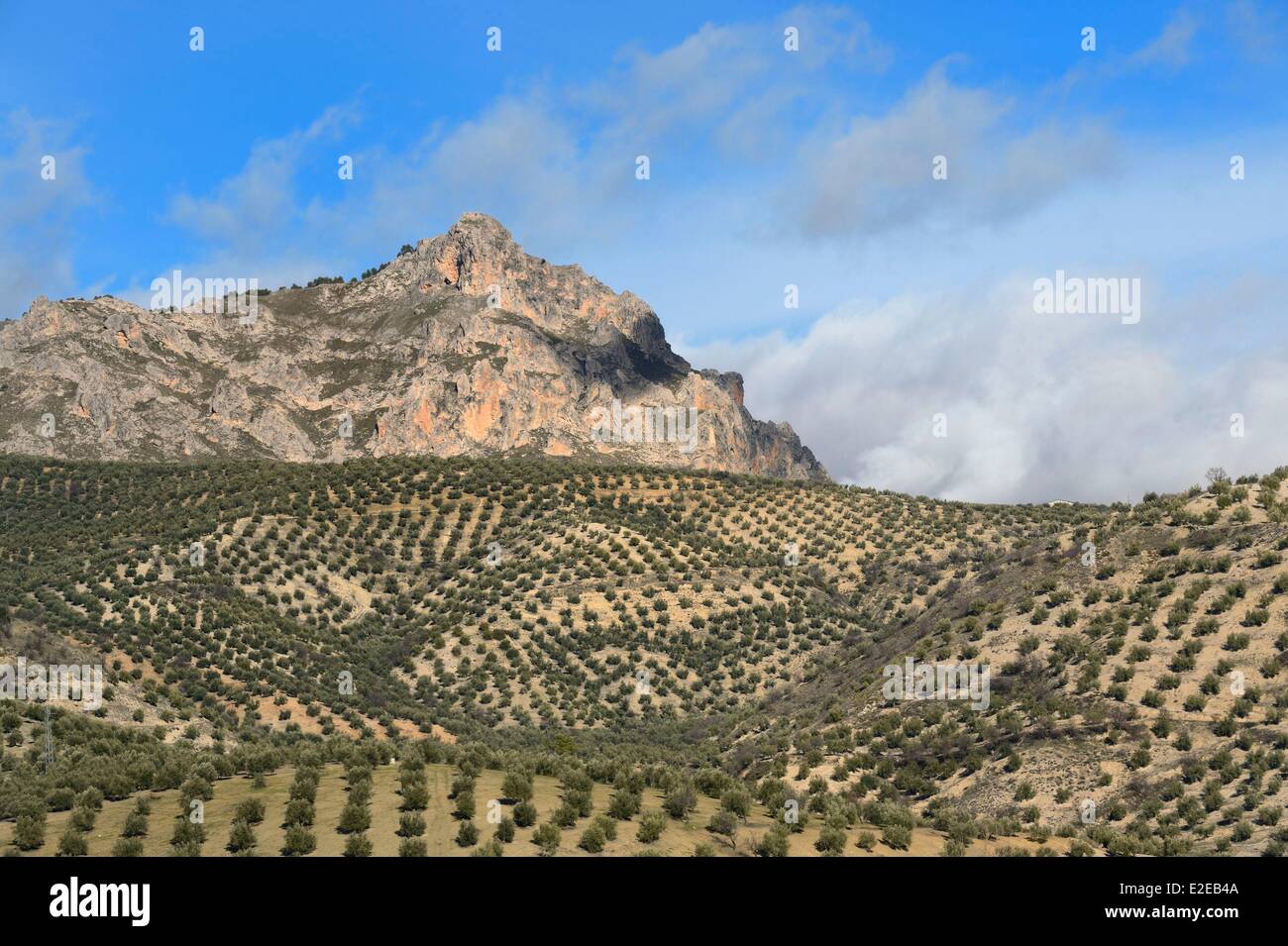 Spagna, Andalusia, Provincia di Jaen, oliveti a nord di Campillo De Arenas Foto Stock