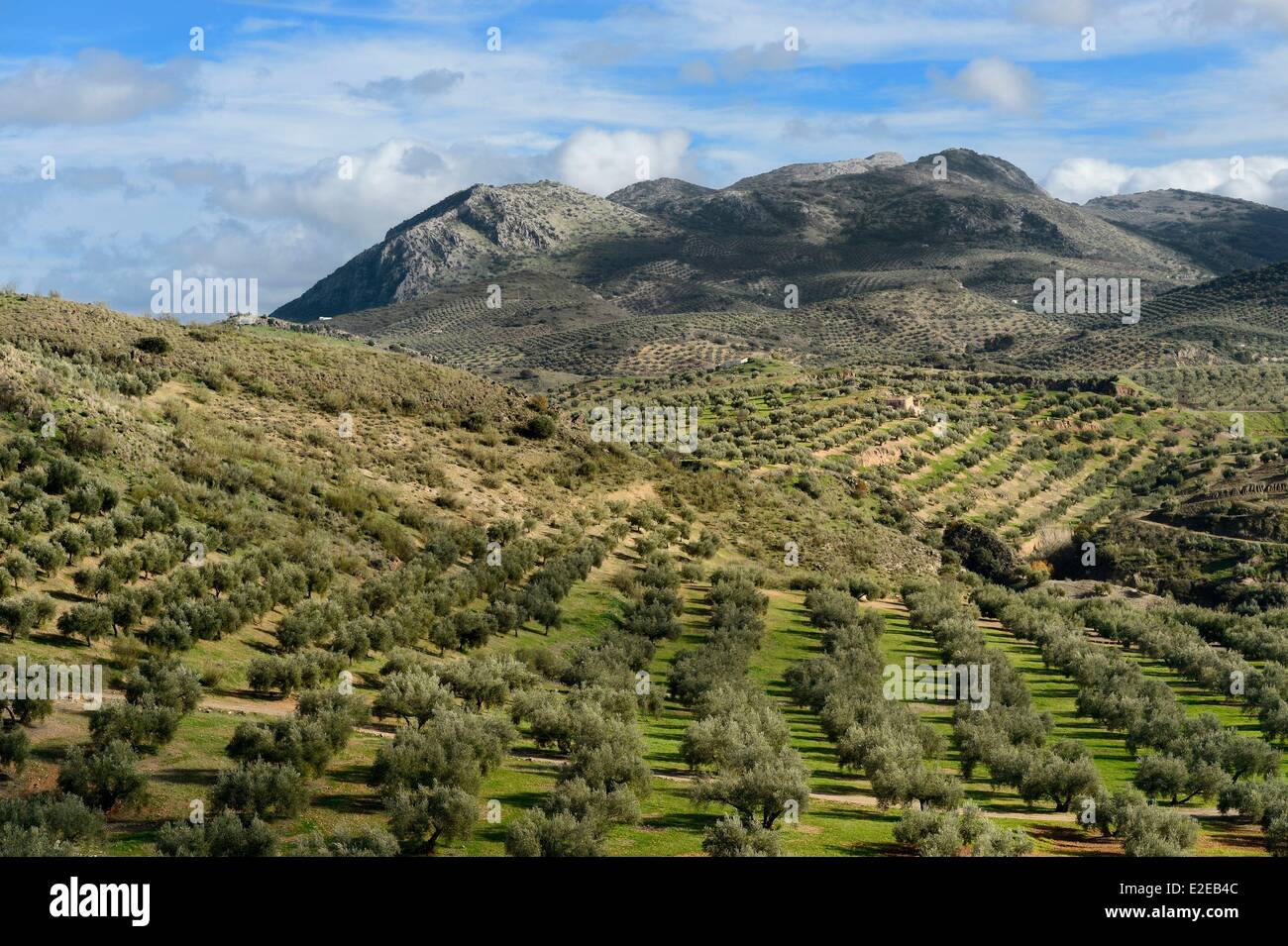 Spagna, Andalusia, Provincia di Jaen, oliveti a sud di Martos e la Sierra Magina in background Foto Stock